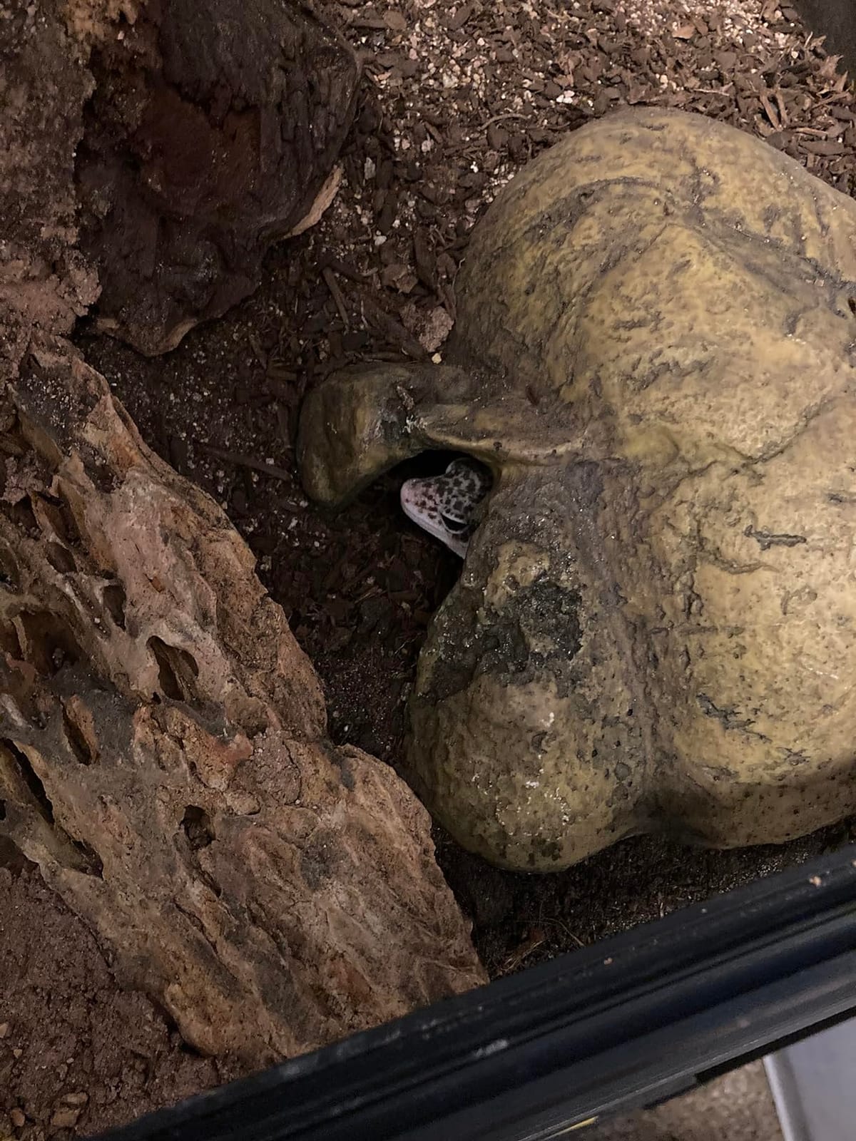 Exo Terra Reptile Cave, Large customer photo 2