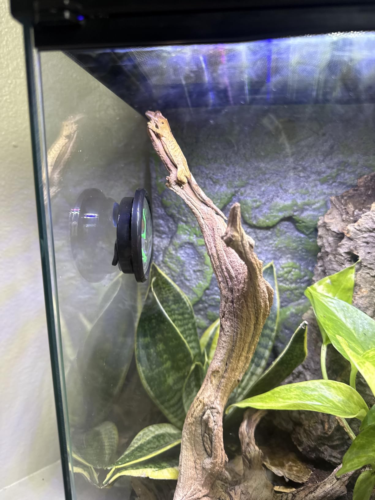 Zilla 11 Gallon Glass Tropical Vertical Habitat Starter Kit for Small Tree Dwelling Reptiles & Amphibians customer photo 1