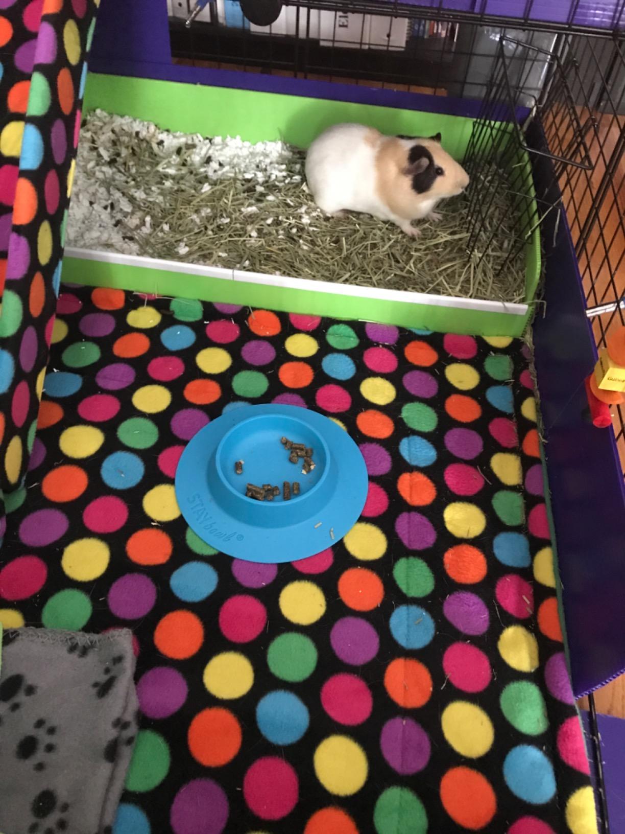 Tip-Proof Bowl for Guinea Pigs and Other Small Pets - Sky Blue - Large 3/4 Cup Size customer photo 1