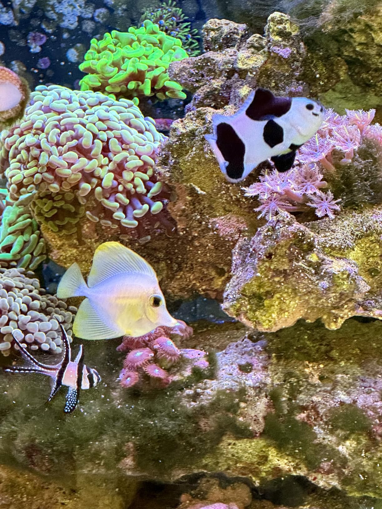 Coralife BioCube, Aquarium Kit, Integrated 24-hour Timer, Customizable LED Lighting, for Saltwater and Freshwater Environments, 32 Gallon customer photo 2