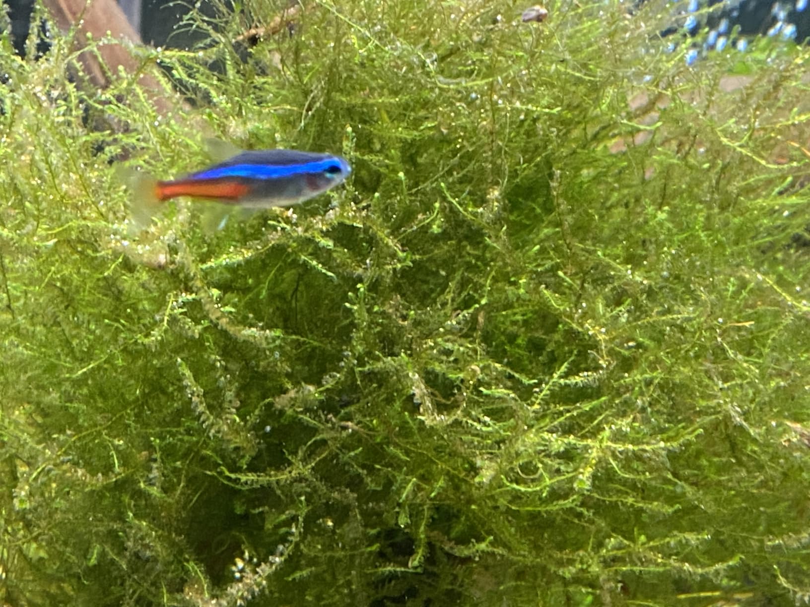 ThriveS Shrimp All‑in‑One Aquarium Fertilizer, 500ml Concentrated Plant Food customer photo 1