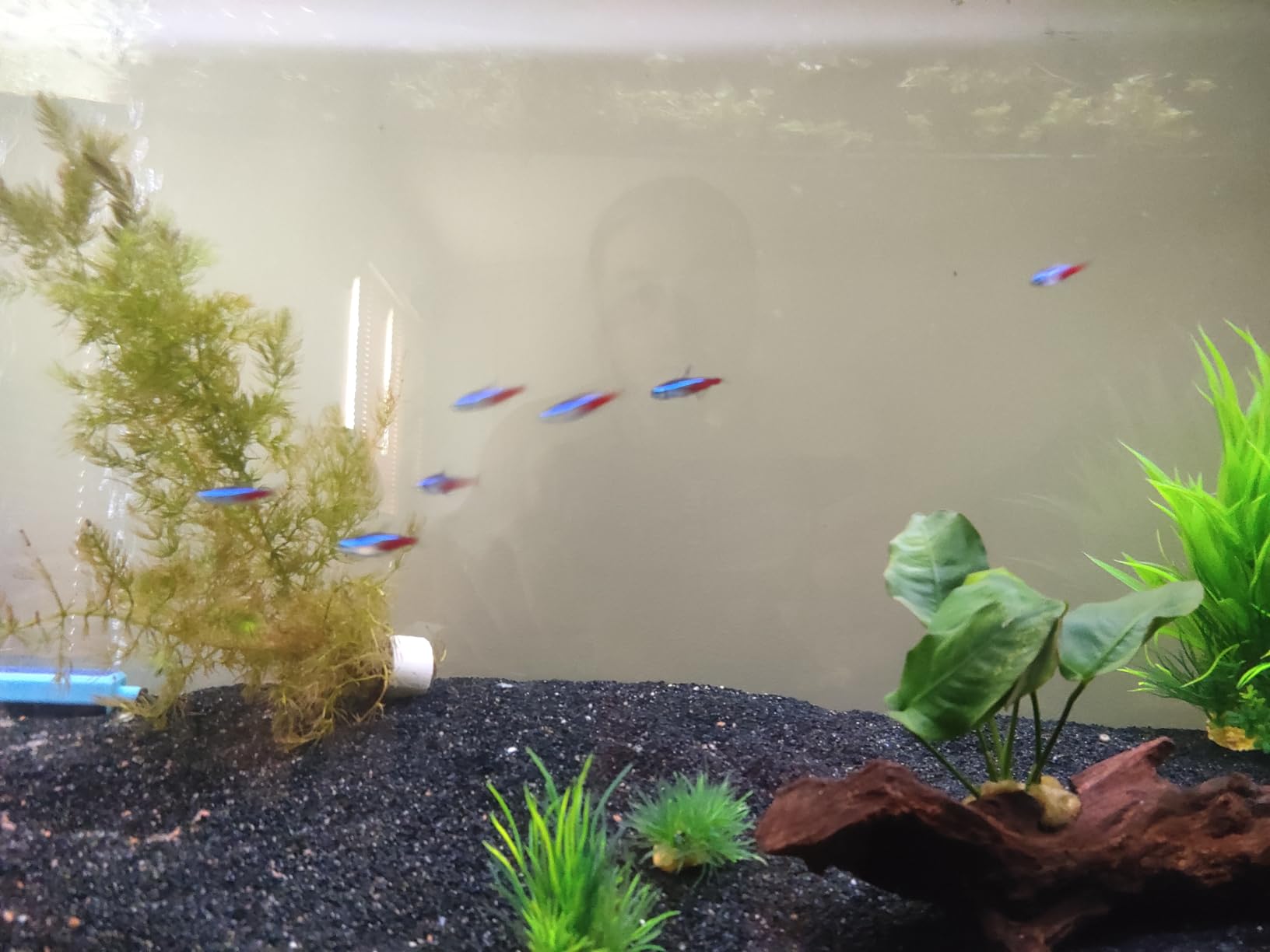 ThriveS Shrimp All‑in‑One Aquarium Fertilizer, 500ml Concentrated Plant Food customer photo 2