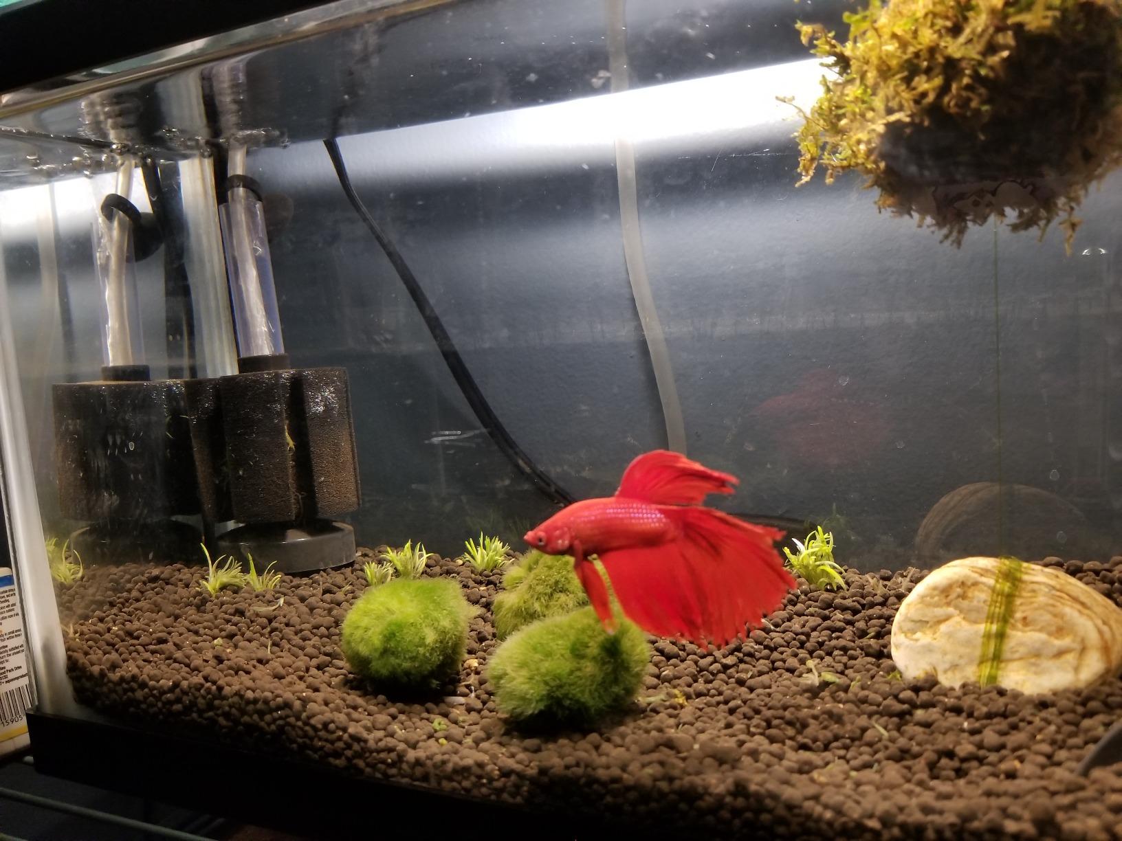 SunGrow 10-Gallon Betta Sponge Filter, Underwater Center Aquarium Filter, Attach it to Air Pump (Not Included) to Run, Works for Tropical Fish & Breeder Aquarium, Perfect for Fry & Small Fish customer photo 2