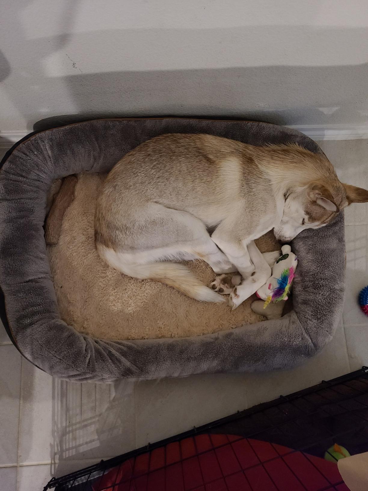 JOYELF Large Memory Foam Dog Bed, Orthopedic Dog Bed & Sofa with Removable Washable Cover and Squeaker Toy as Gift customer photo 2