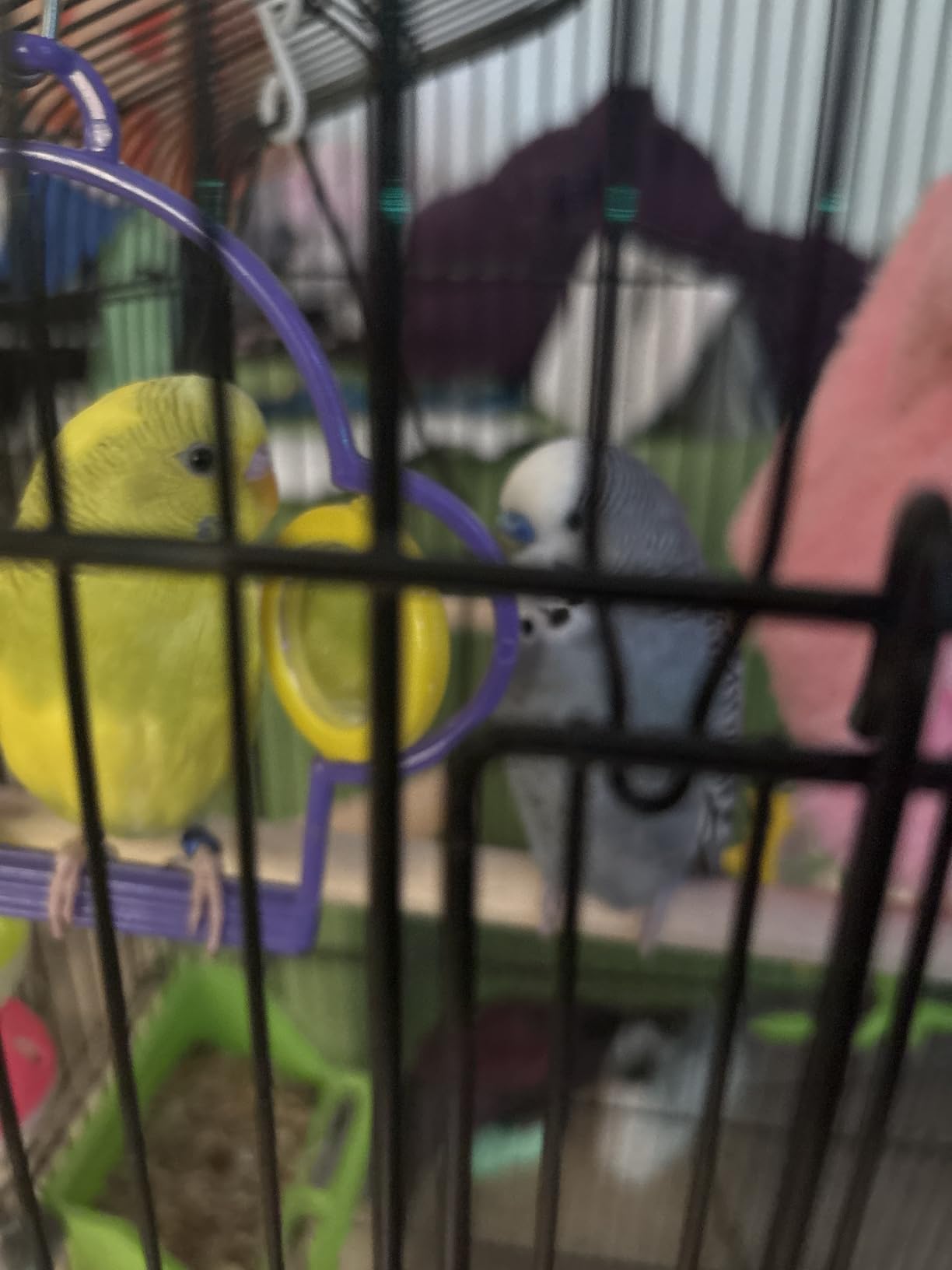 Yaheetech 41'' Open Top Medium Size Quaker Parrot Bird Cage Cockatiel Indian Ring Neck Sun Parakeet Green Cheek Conures Lovebird Budgie Canary Finch Parrotlet Bird Cage, White customer photo 2