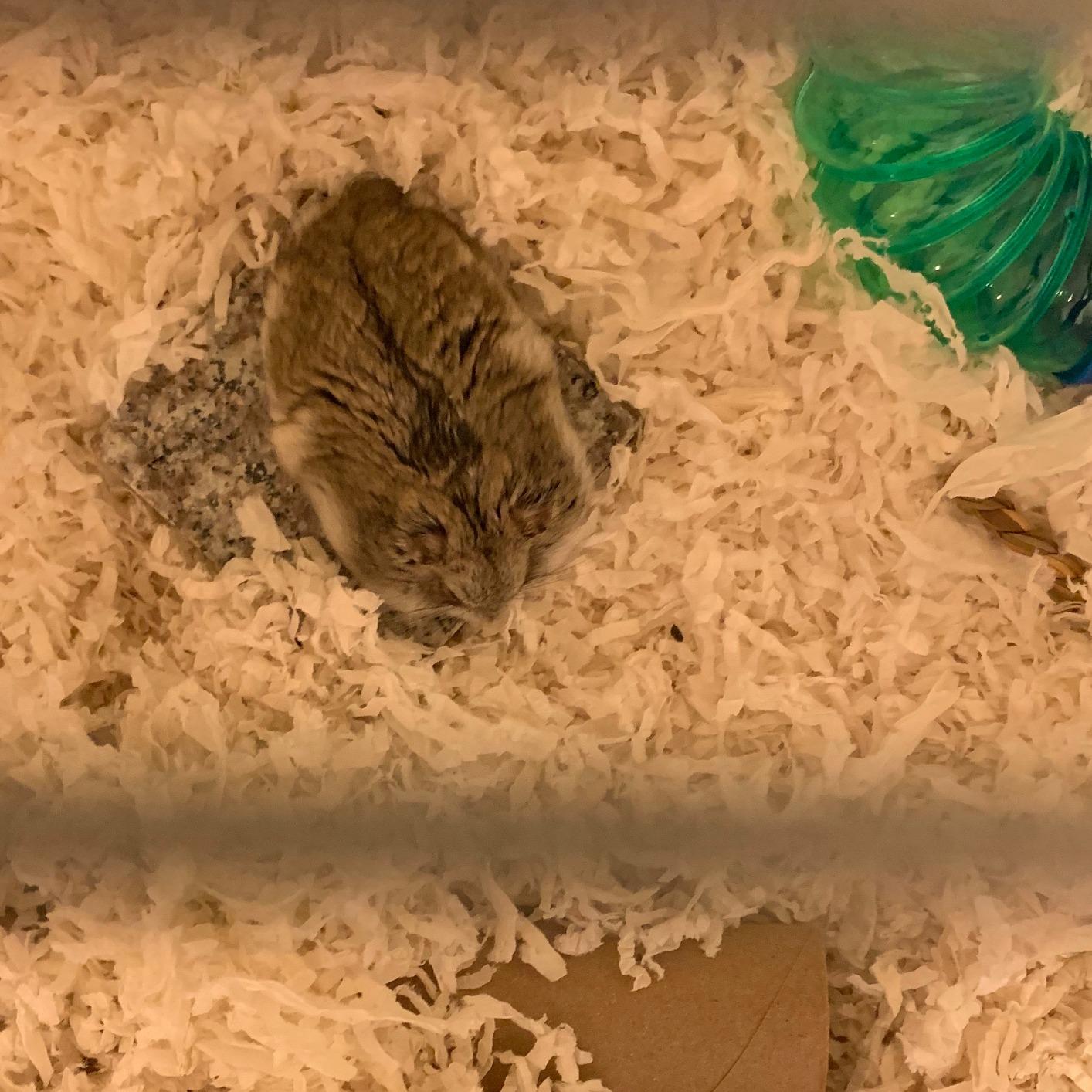 emours Hamster Chiller Cool Granite Stone Small Animal Supplies, 3.5 x 3.5 inch customer photo 2