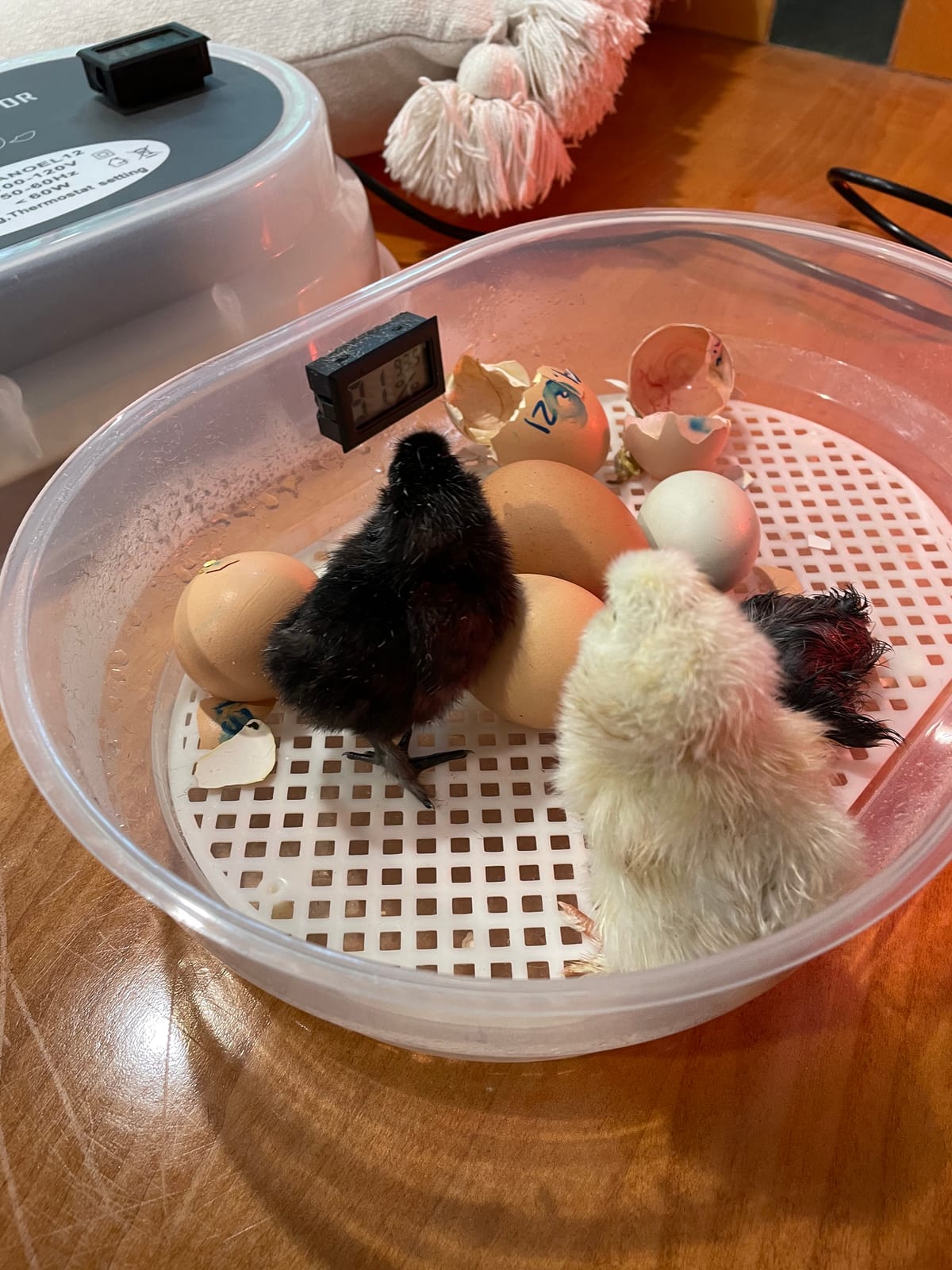 HBlife Digital Egg Incubator for Hatching 9-12 Chicken, Quail and Duck Eggs, with Fully Automatic Egg Turning and Temperature Display, Hatcher for Turkeys, Birds, Parrots and Poultry customer photo 2