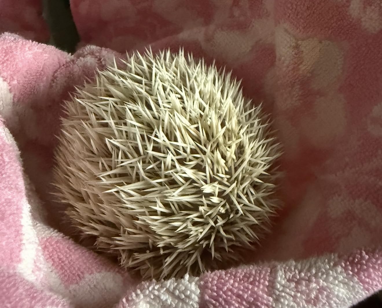 Mazuri | Nutritionally Complete Hedgehog Food | 8 Ounce (8 oz) Bag customer photo 1