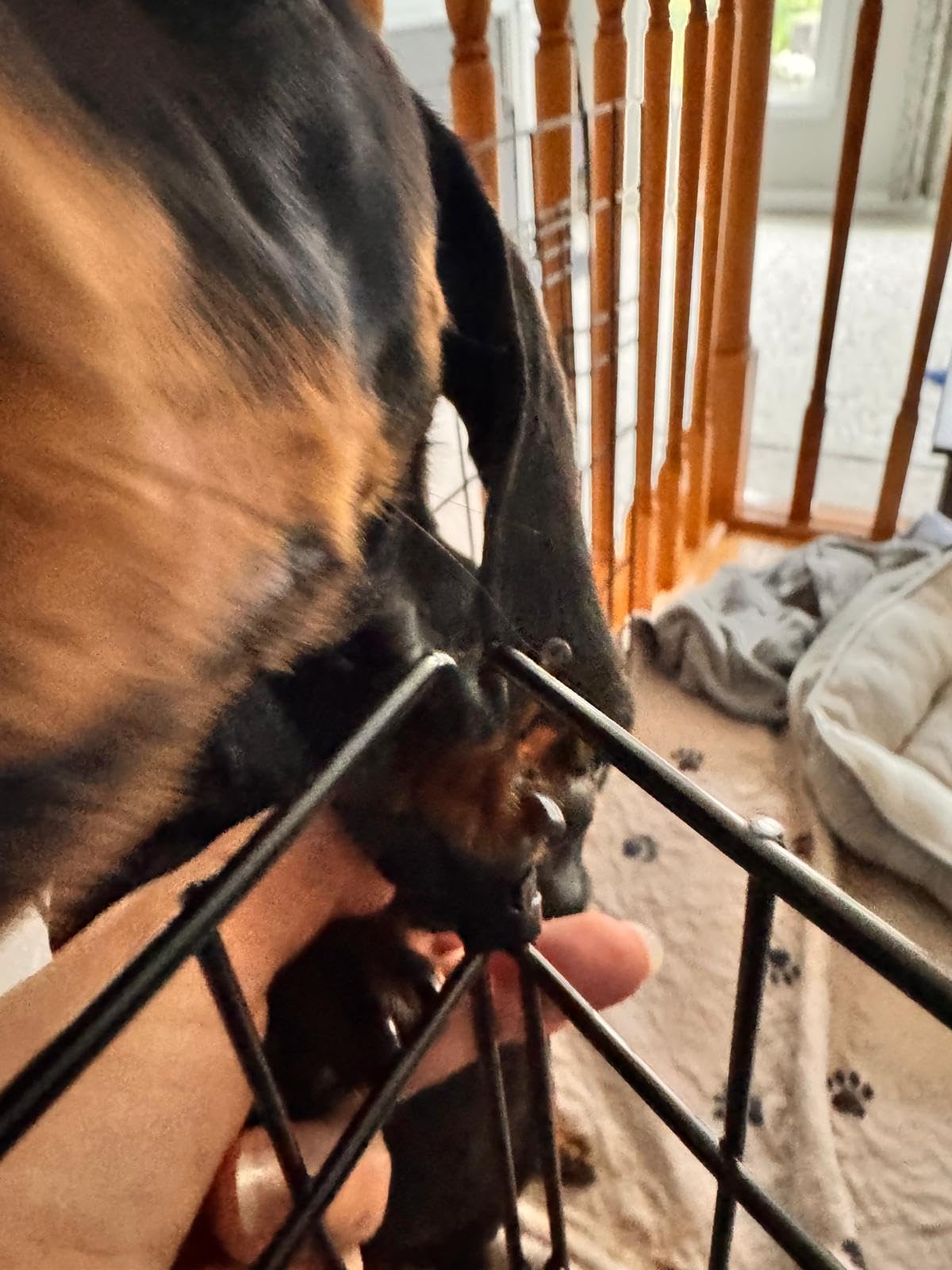 Amazon Basics Portable Foldable Octagonal Metal Exercise Dog Playpen, Indoor/Outdoor Pet Fence with Single Door, 8 Panels, Small, 30 Inches, Black customer photo 2