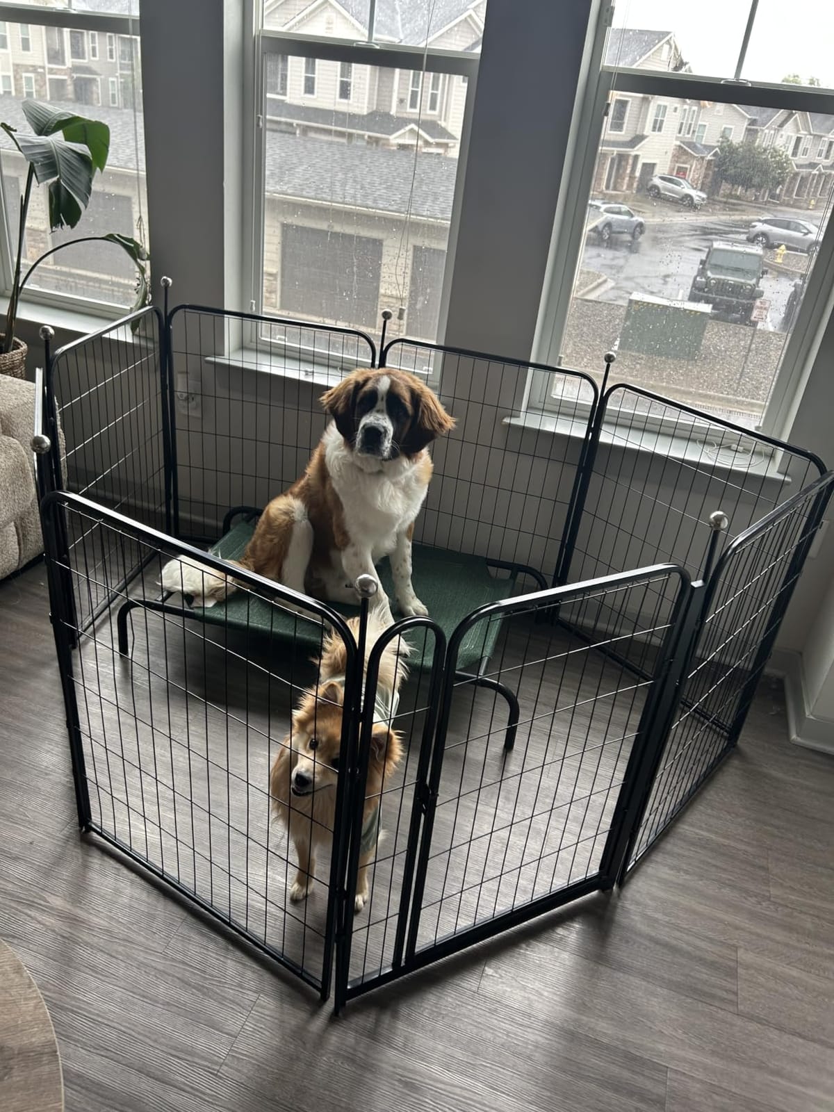 Amazon Basics Foldable Octagonal Metal Exercise Dog Playpen, Indoor/Outdoor Pet Fence, No Door, 8 Panels, Extra Small, 24 x 24 Inches, Black customer photo 1