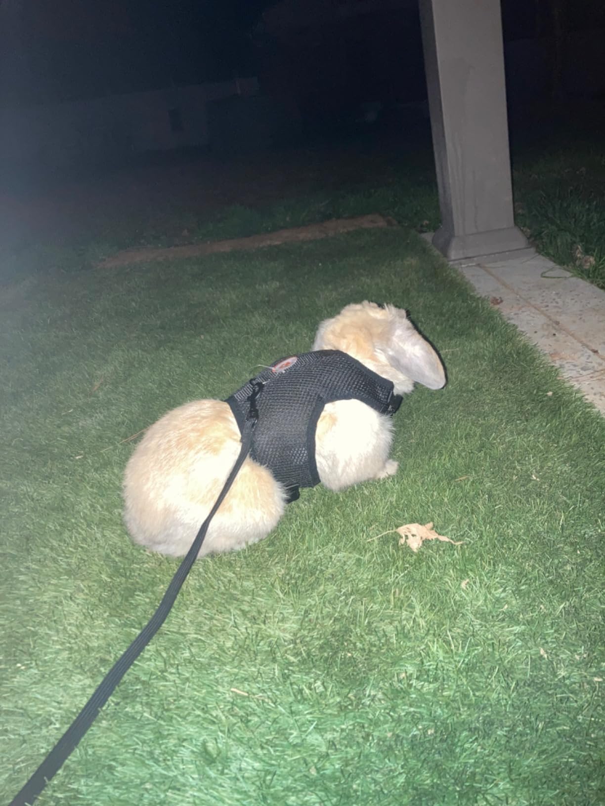 PETTOM Bunny Rabbit Harness with Stretchy Leash Cute Adjustable Buckle Breathable Mesh Vest for Kitten Small Pets Walking (Black,L) customer photo 1