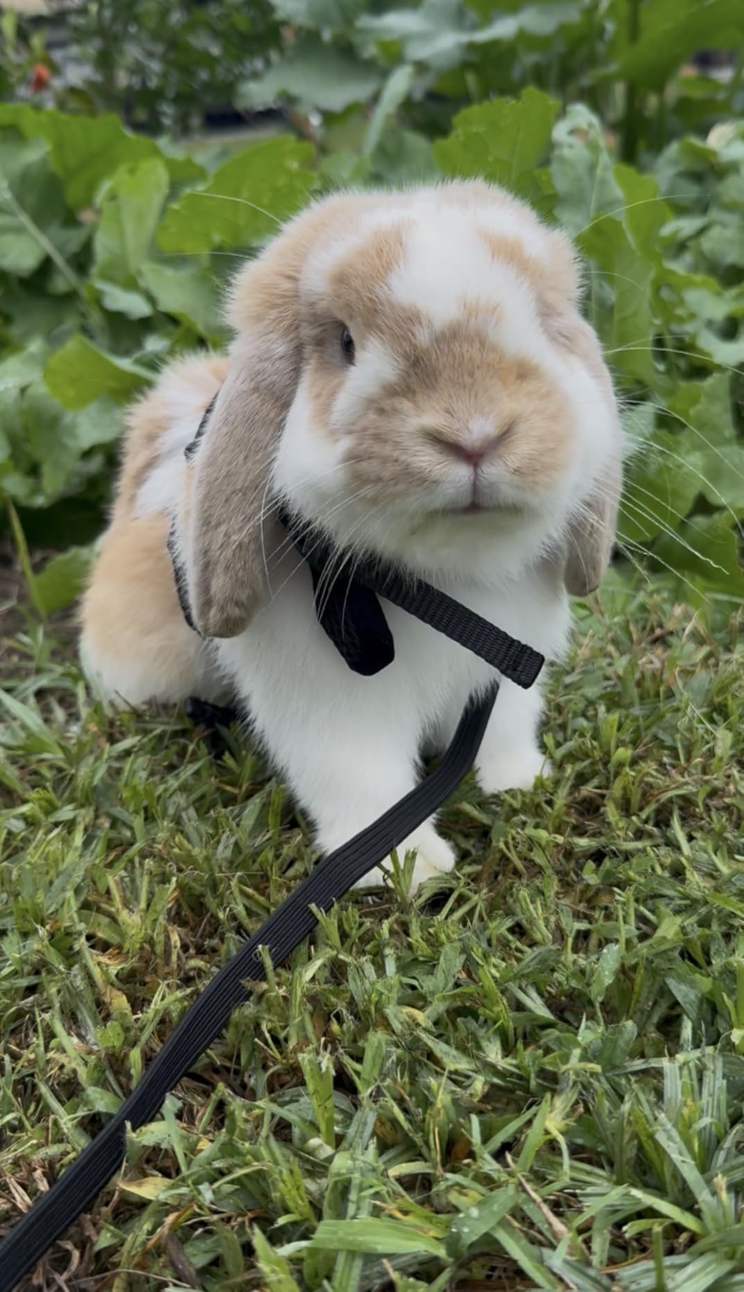 PETTOM Bunny Rabbit Harness with Stretchy Leash Cute Adjustable Buckle Breathable Mesh Vest for Kitten Small Pets Walking (Black,L) customer photo 2