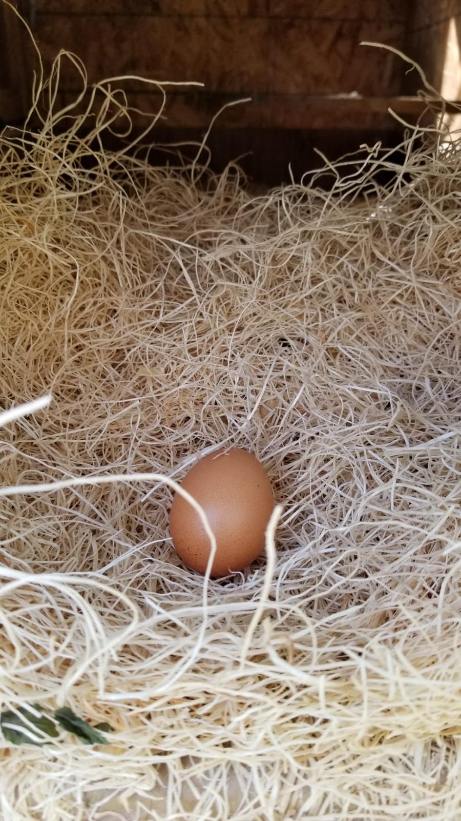 MagJo Aspen Nesting Pads for Chicken Coops - USA Grown Aspen Excelsior Nest Box Liners 13x13-12 Pack customer photo 1