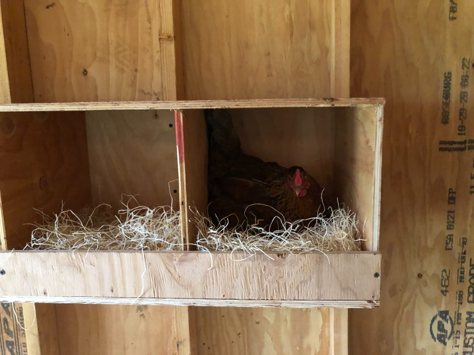MagJo Aspen Nesting Pads for Chicken Coops - USA Grown Aspen Excelsior Nest Box Liners 13x13-12 Pack customer photo 2