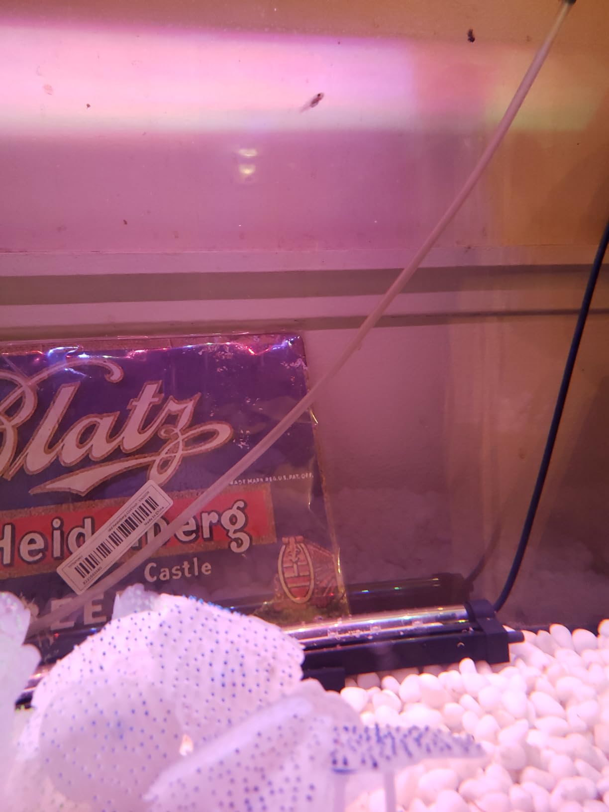 New Life Spectrum Grow Fry Starter 60g (Naturox Series) customer photo 2