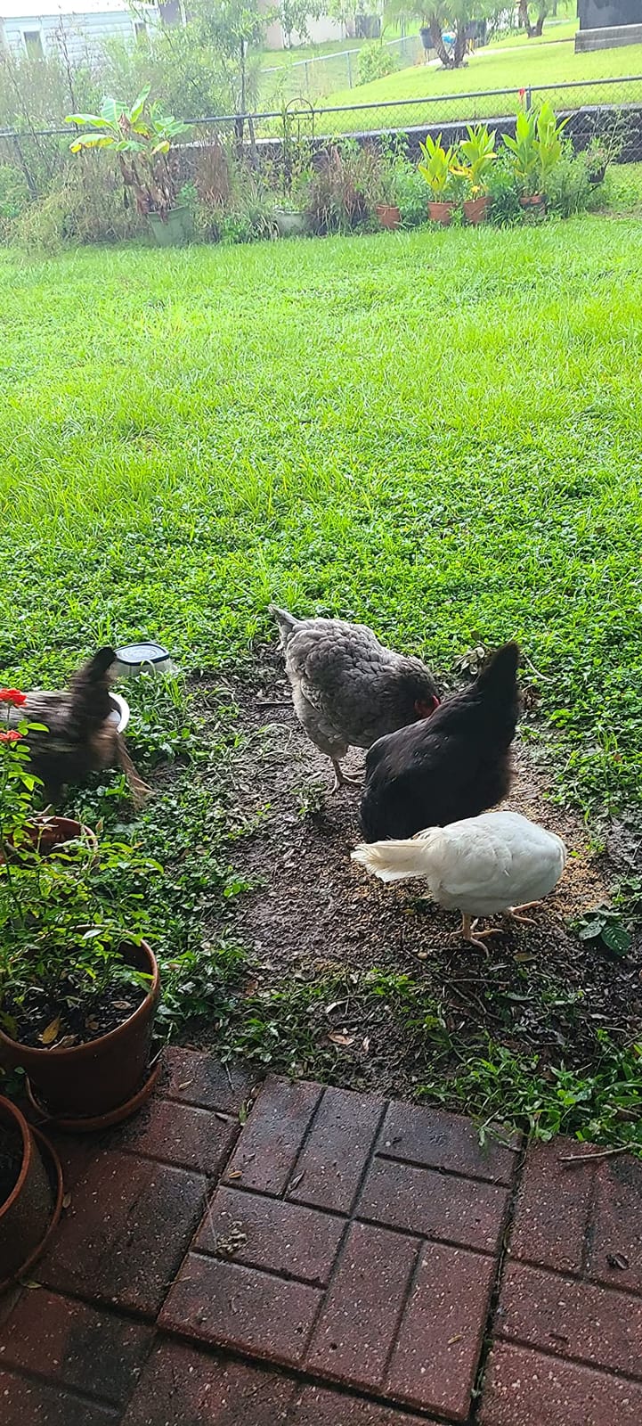 Purina Start and Grow | Non-Medicated Chick Feed Crumbles | Nutritionally Complete - 25 Pound (25 lb.) Bag customer photo 1