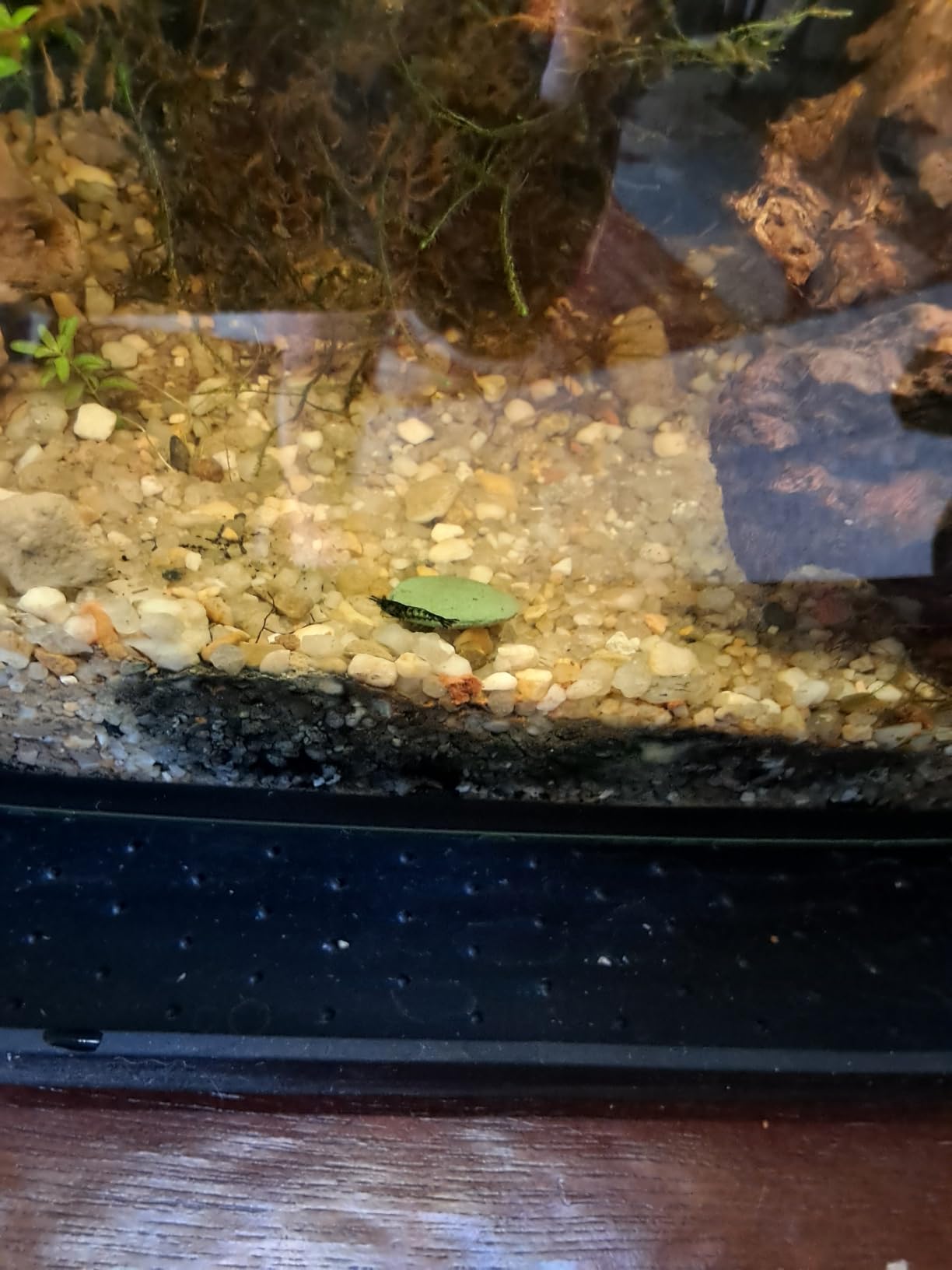 Mini Algae Discs - Sinking Diet for Snails, Shrimp & Bottom Feeding Fish (1.5oz) customer photo 2