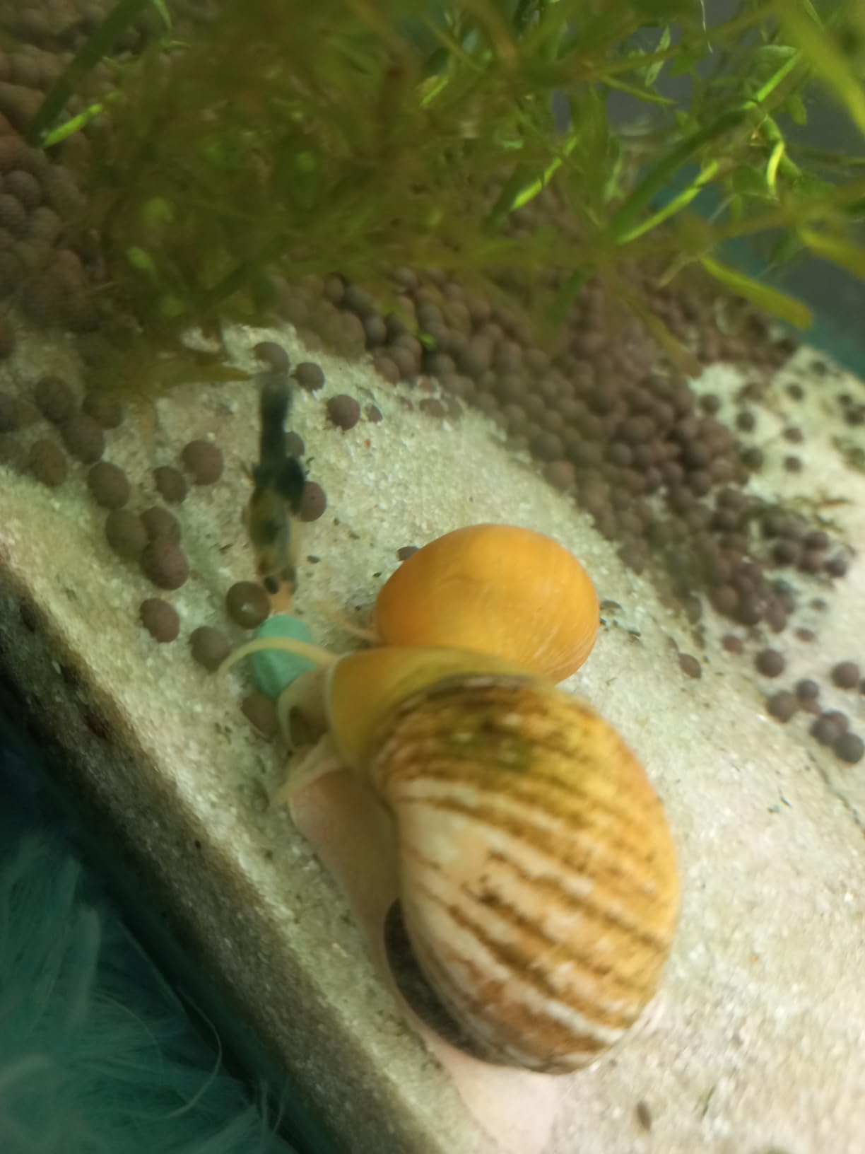 Micro Mix - Sinking Blended Diet for Snails, Shrimp & Bottom Feeding Fish (1.5 oz) customer photo 1