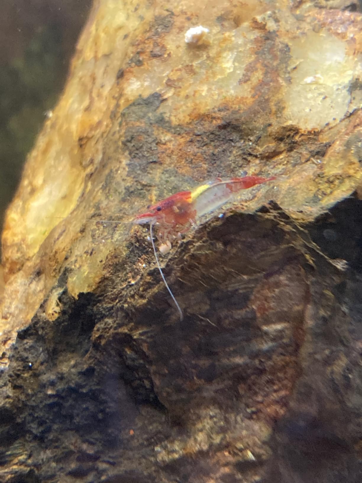 Micro Mix - Sinking Blended Diet for Snails, Shrimp & Bottom Feeding Fish (1.5 oz) customer photo 2