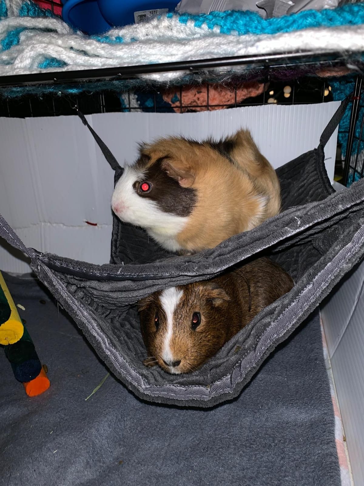 Niteangel Luxury Double Bunkbed Hammock, Fit 2 Adult Ferrets or 5 More Adult Rats customer photo 1