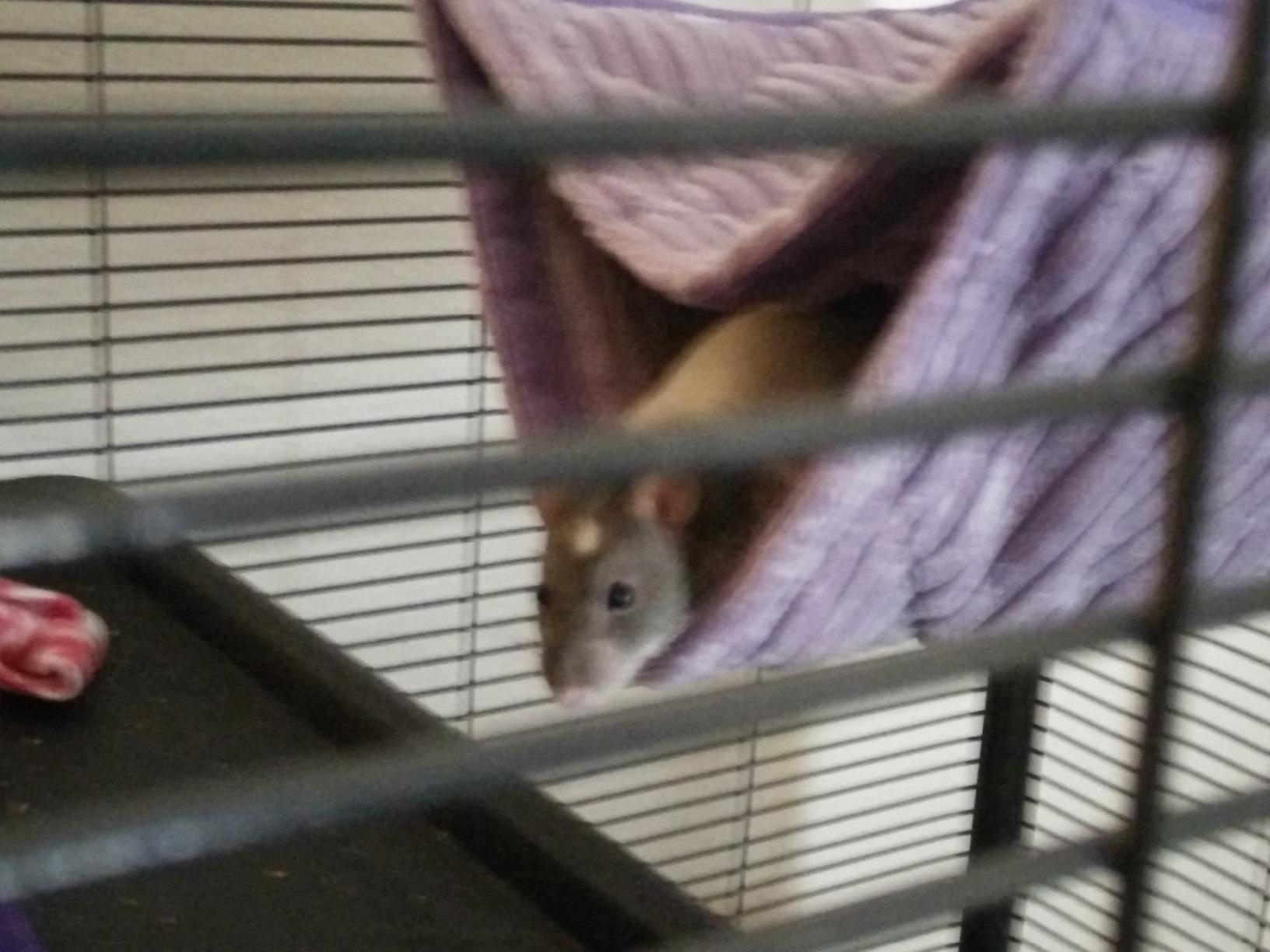 Niteangel Luxury Double Bunkbed Hammock, Fit 2 Adult Ferrets or 5 More Adult Rats customer photo 2