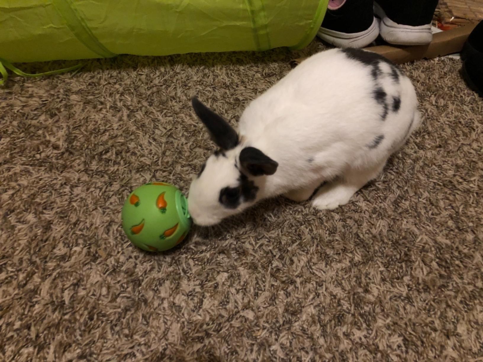 Niteangel Small Animal Treat Ball: Adjustable Treat Dispenser | Encourages Exploration & Reduces Boredom - Snack Ball for Guinea Pigs Rabbits Hedgehogs and Other Small Pets customer photo 2