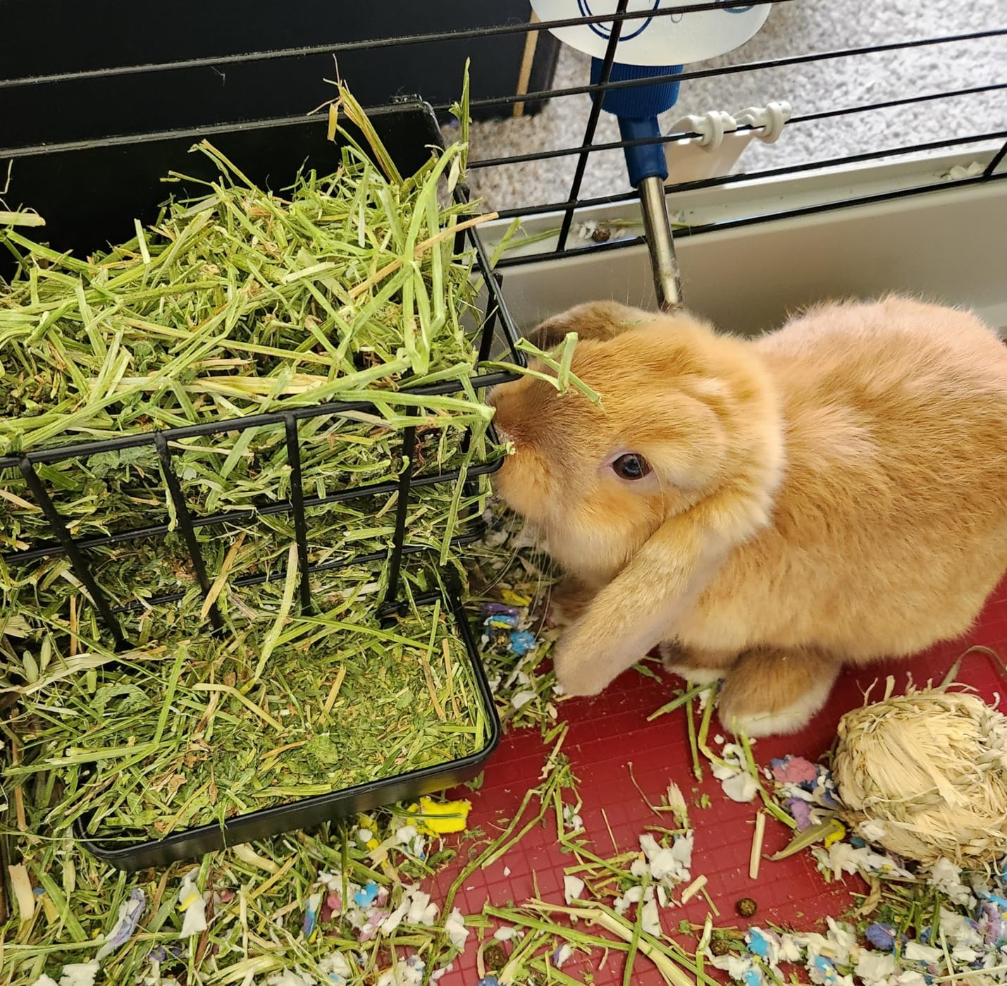 Grandpa's Best Alfalfa Hay, 5 lbs customer photo 1