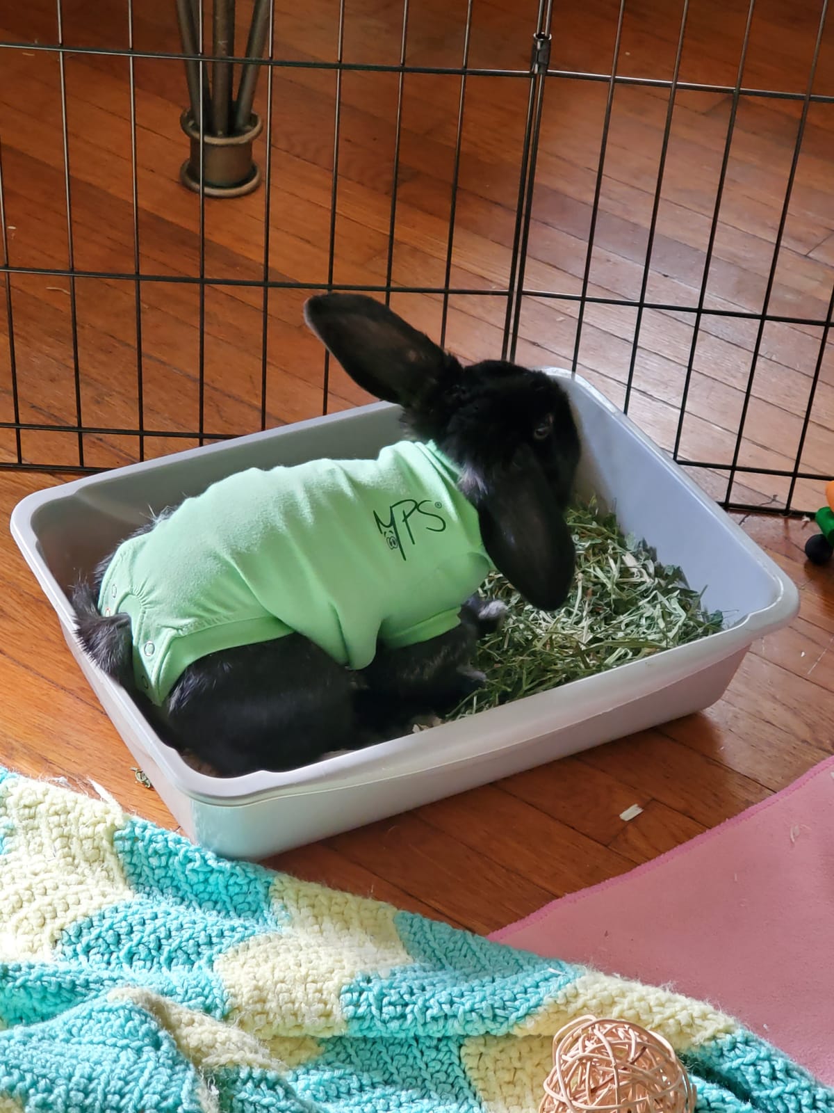 Grandpa's Best Alfalfa Hay, 5 lbs customer photo 2