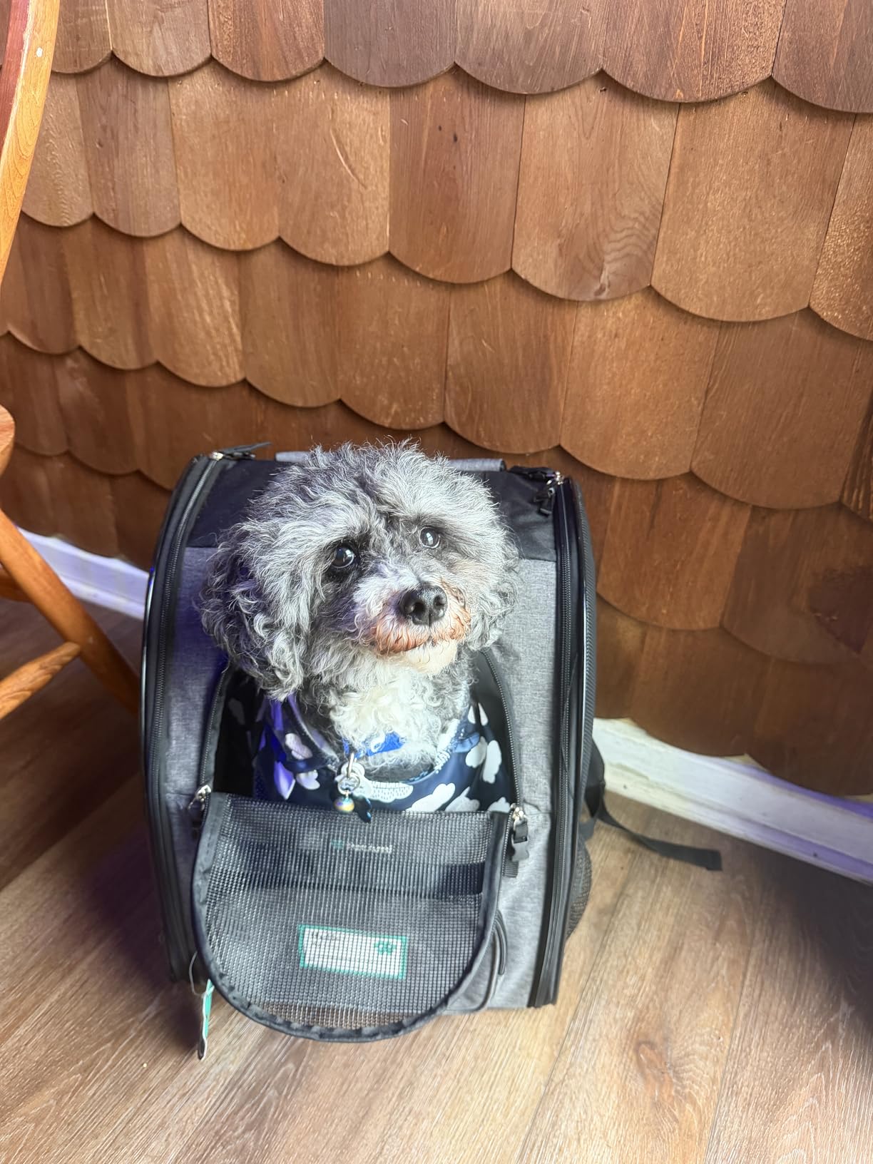 PetAmi Dog Backpack Carrier Airline Approved Cat Pet Puppy Bag, Black customer photo 1