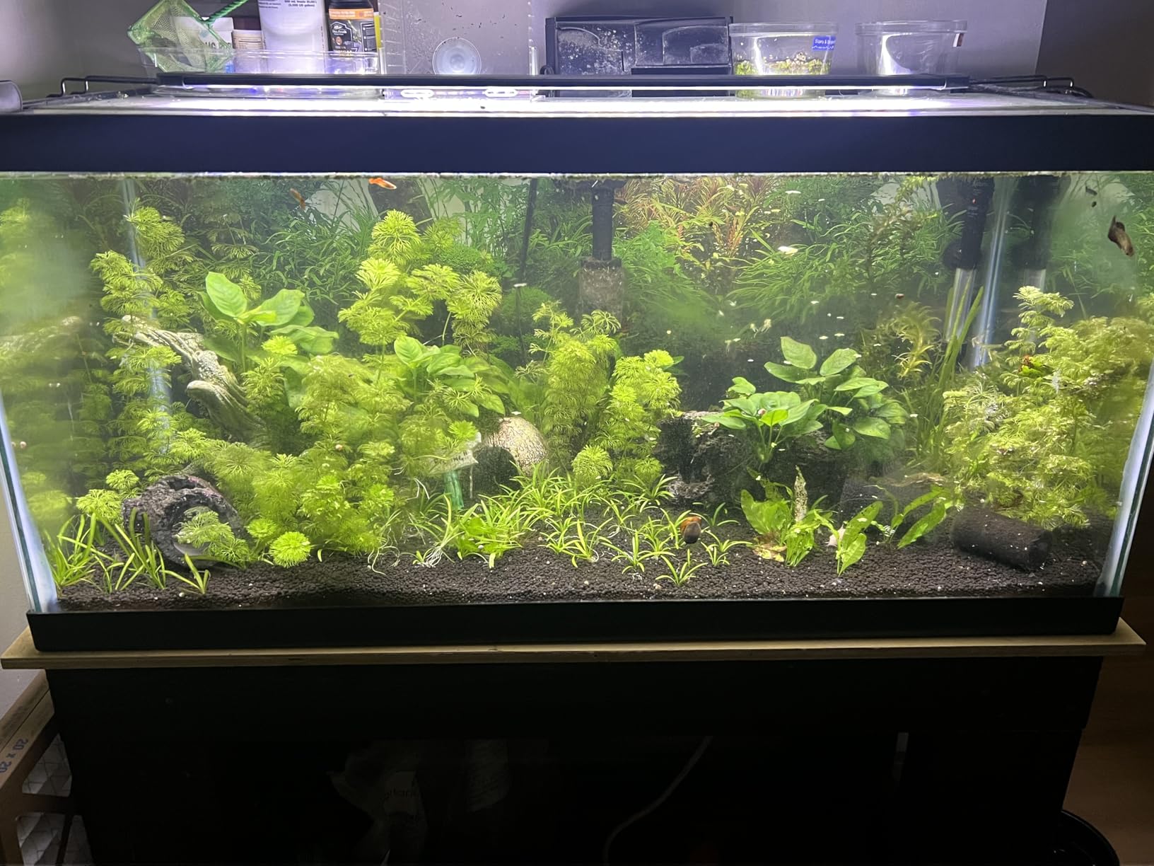 Fluval Plant 3.0 LED Planted Aquarium Lighting, 46 Watts customer photo 2