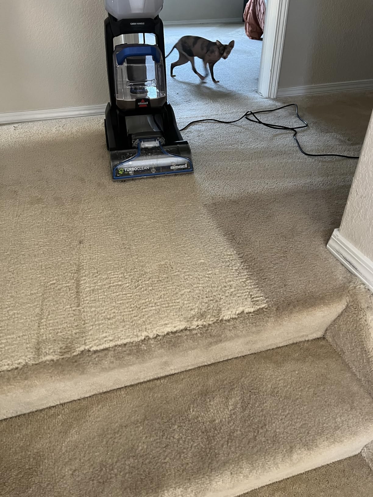 Bissell PET PRO OXY Urine Eliminator with Febreze Carpet Deep Clean Solution, with StainProtect Technology, for use in leading upright carpet cleaners, 48oz, Our best formula for pet messes & odors customer photo 1