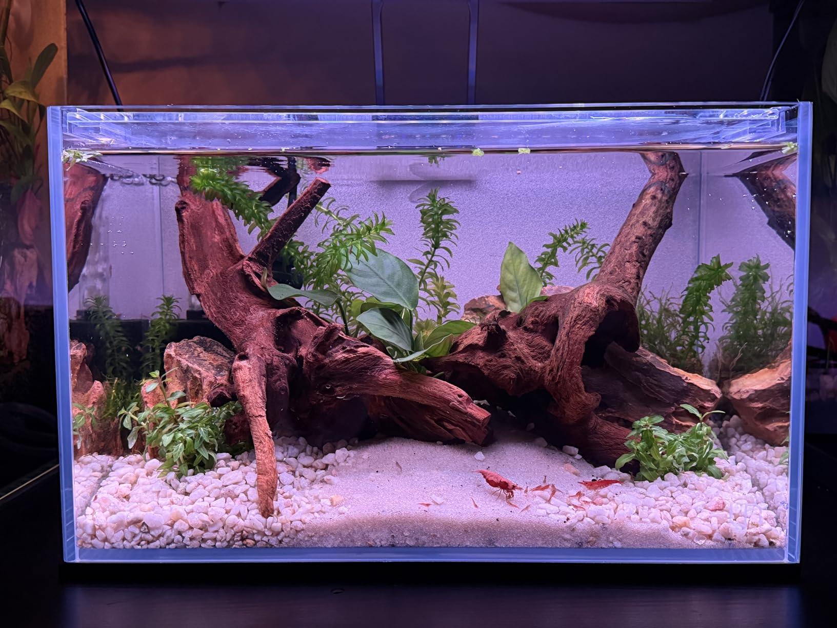 UNS Ultra Clear Rimless Tank - 6.3GAL | 24L - 23.62x7.87x7.87 | 60x20x20 CM, 5mm Glass Thickness, Leveling Mat Included - Low Iron, High Clarity Fish Tank w/ 45° Mitered Edge - [60L] customer photo 1