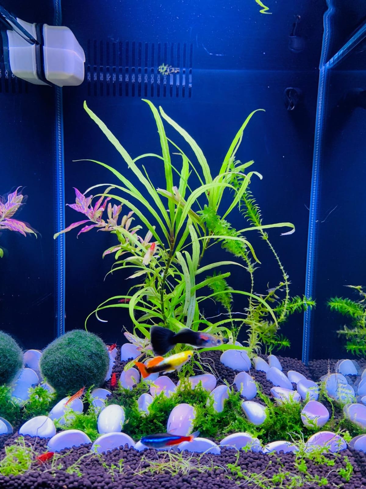 Ultum Nature Systems Controsoil - Freshwater Aqua Soil Substrate customer photo 2