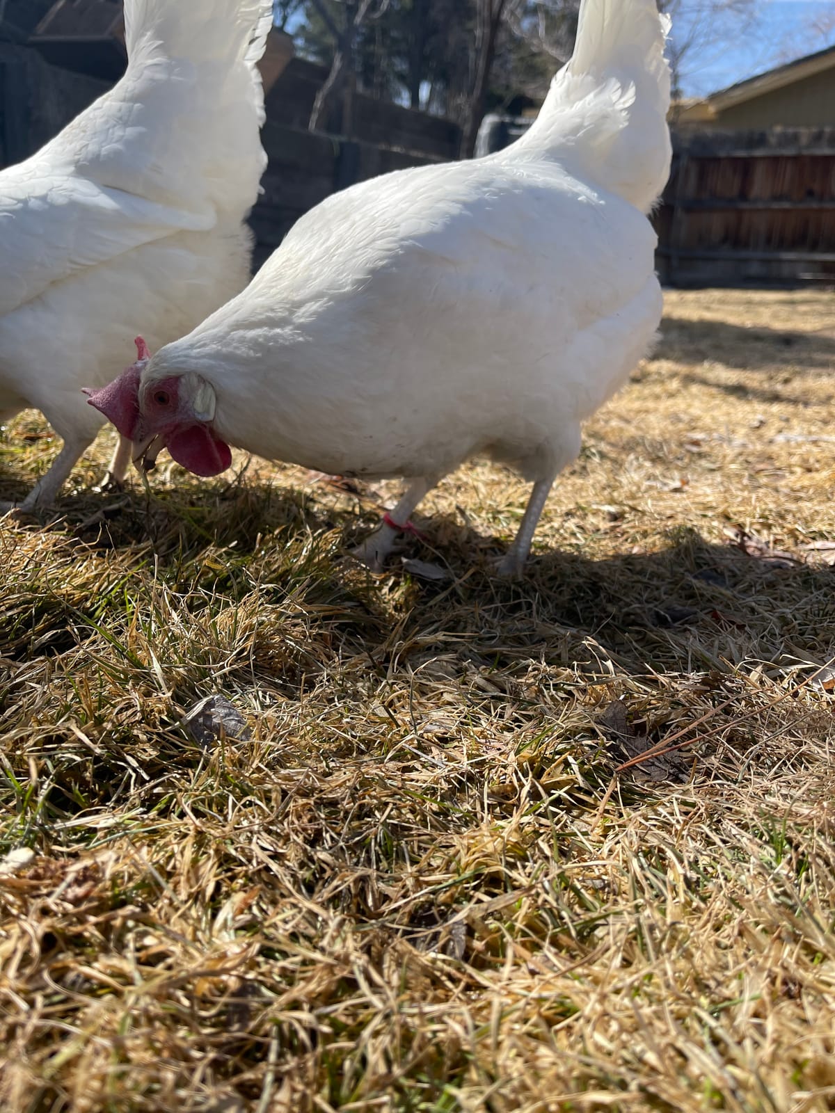 50 ZBand Numbered Poultry Leg Bands, Fluorescent, Fits Sizes 6 to 14 | 50 Count customer photo 1