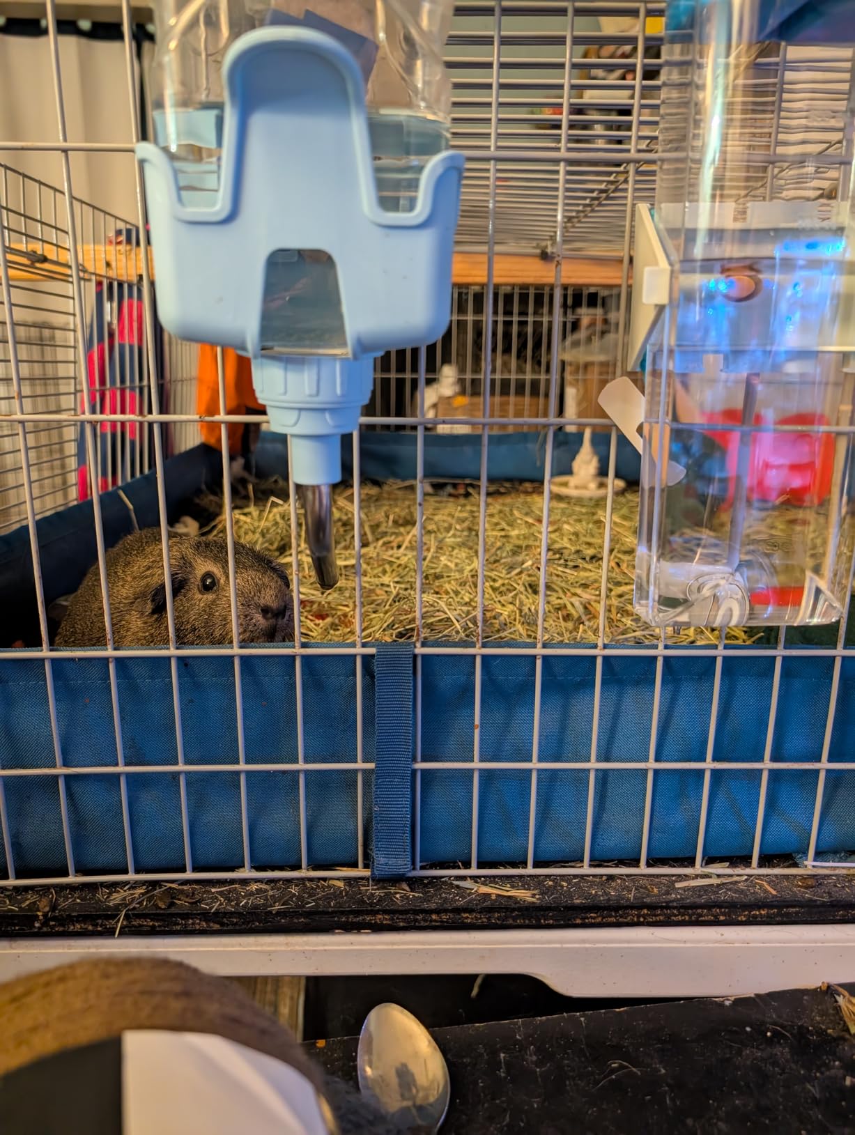 MidWest Homes for Pets Medium Animal Water Bottle | Ideal for Hamsters, Mice, Guinea Pigs & Rabbits, Medium Water Bottle | Guinea Pig 10.14 oz. customer photo 1
