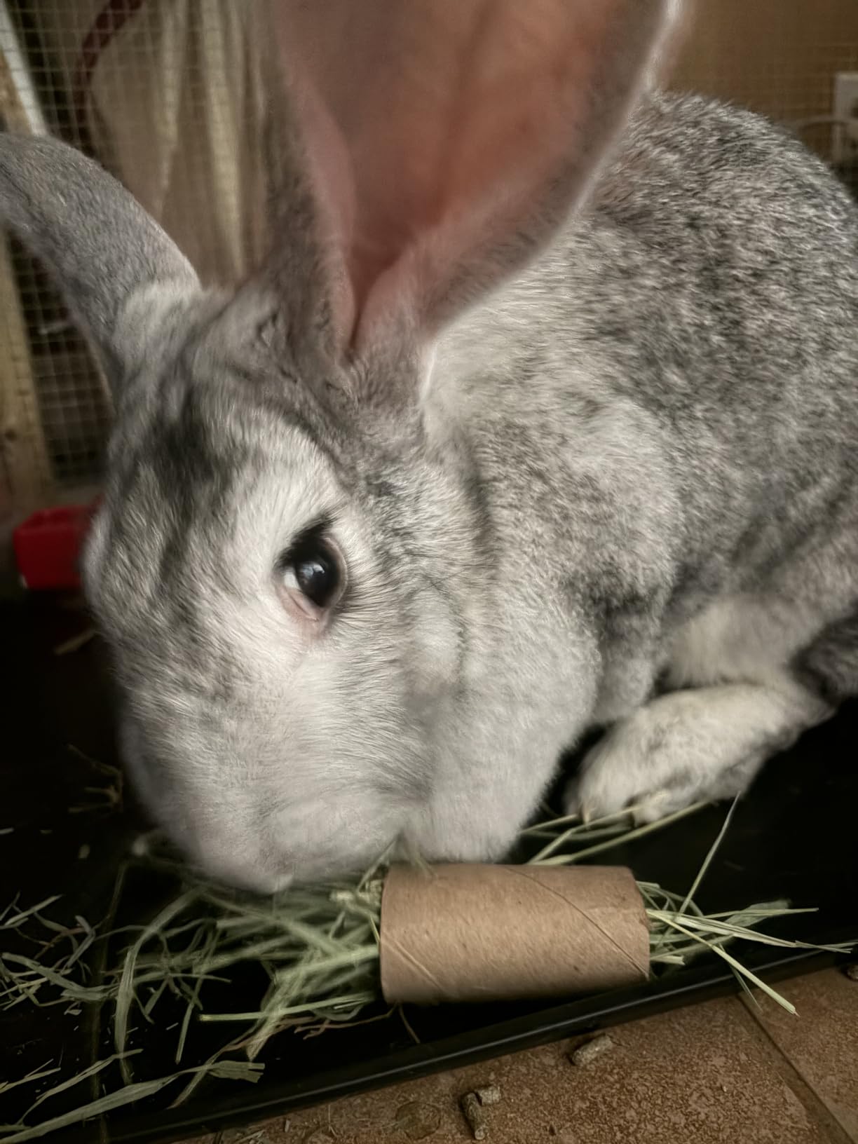 Small Pet Select 2nd Cutting Perfect Blend Timothy Hay Pet Food for Rabbits, Guinea Pigs, Chinchillas and Other Small Animals, 12 LB customer photo 1