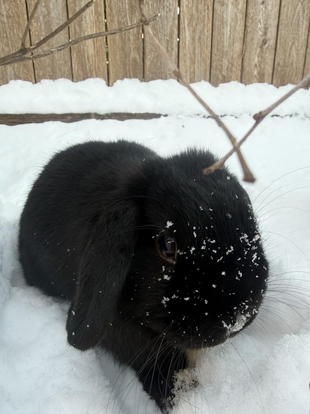 Small Pet Select 2nd Cutting Perfect Blend Timothy Hay Pet Food for Rabbits, Guinea Pigs, Chinchillas and Other Small Animals, 12 LB customer photo 2