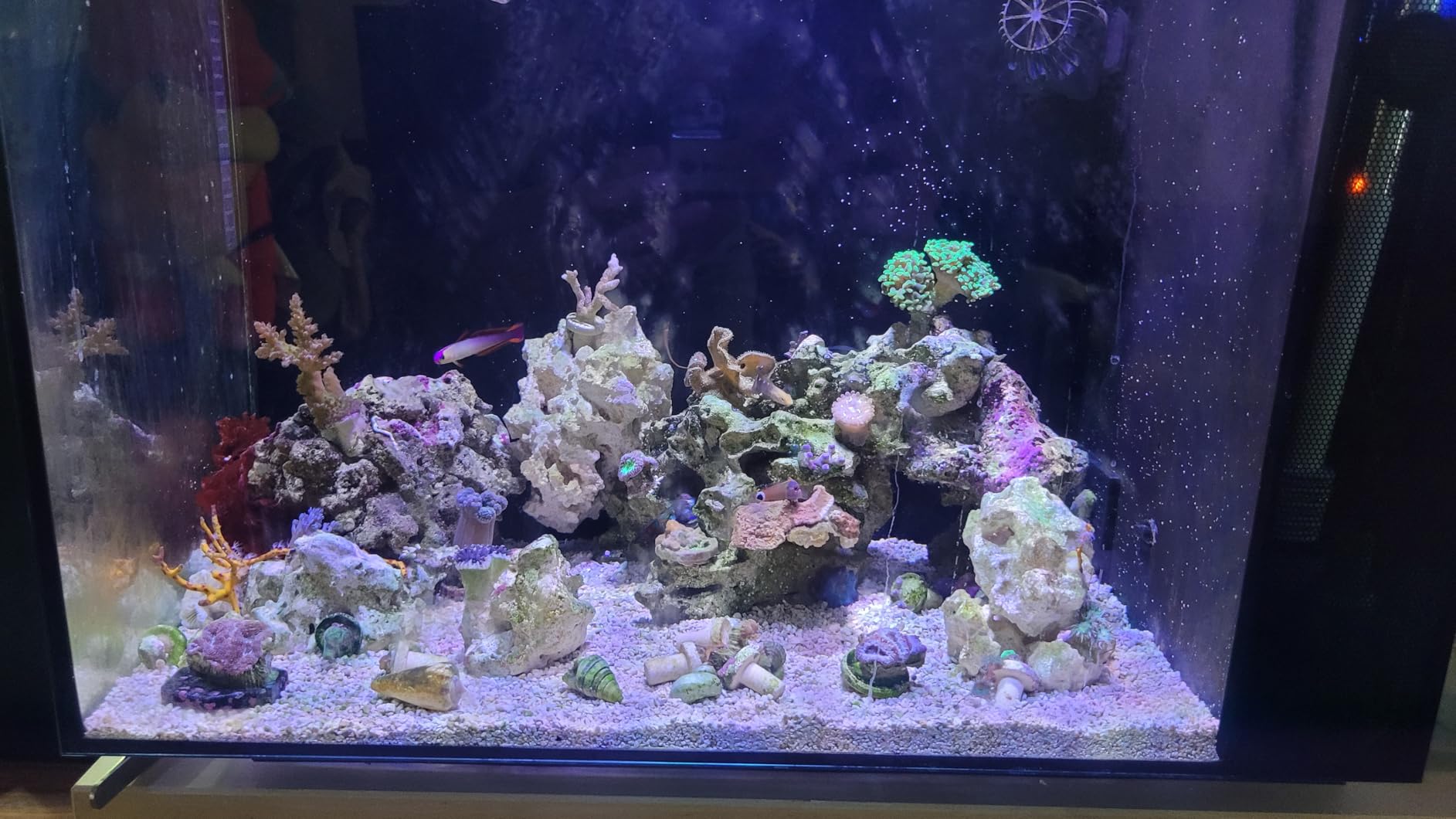 Spec V Aquarium Kit (16 gal.) customer photo 1