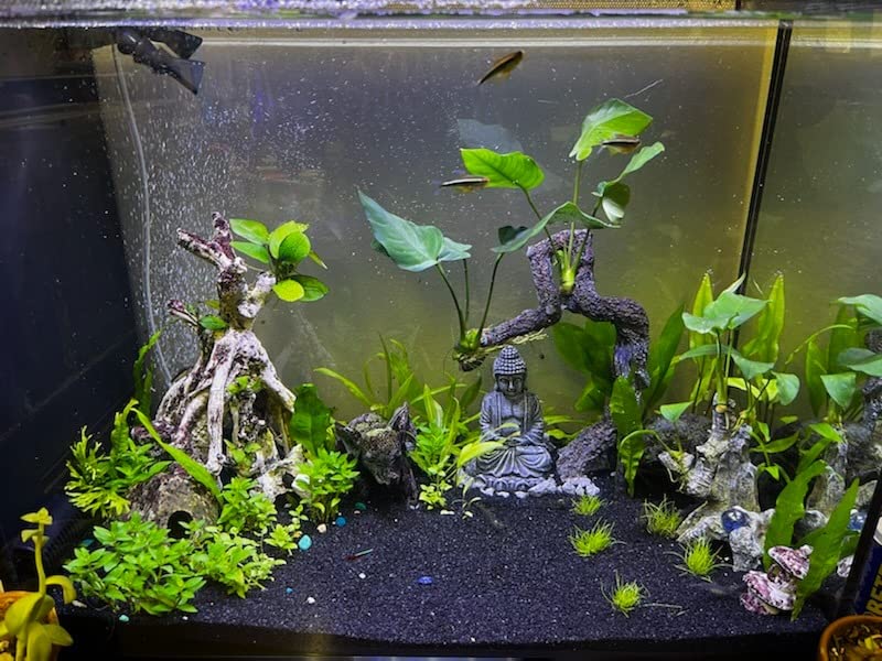 Spec V Aquarium Kit (16 gal.) customer photo 2