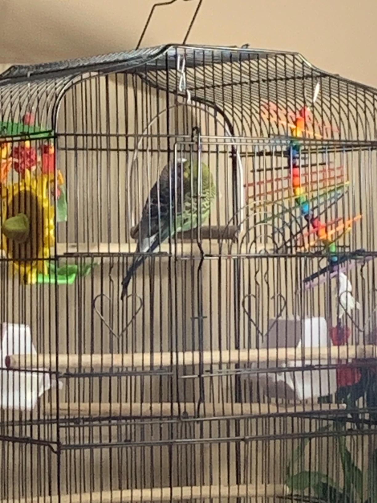 Yaheetech 41-inch Open Top Medium Bird Cages for Parakeets Finches Canaries Lovebirds Small Quaker Parrots Cockatiels Budgie Green Cheek Conure Travel Pet Flight Birdcage customer photo 1