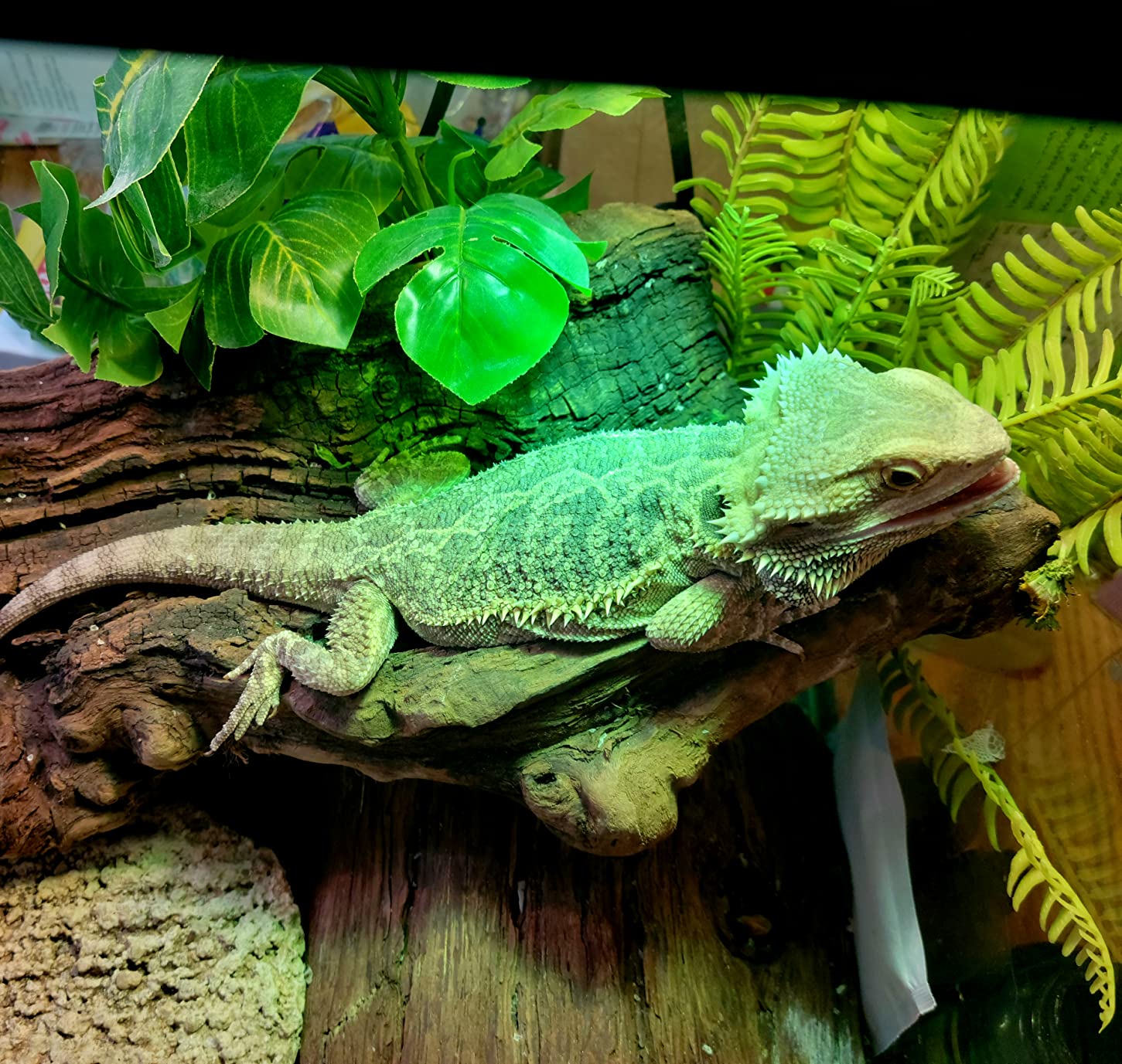 REPTI ZOO Full Spectrum UVA + UVB Sun Lamp Self-Ballasted Vapor Lamp/Bulb/Light for Reptile and Amphibian Use customer photo 2