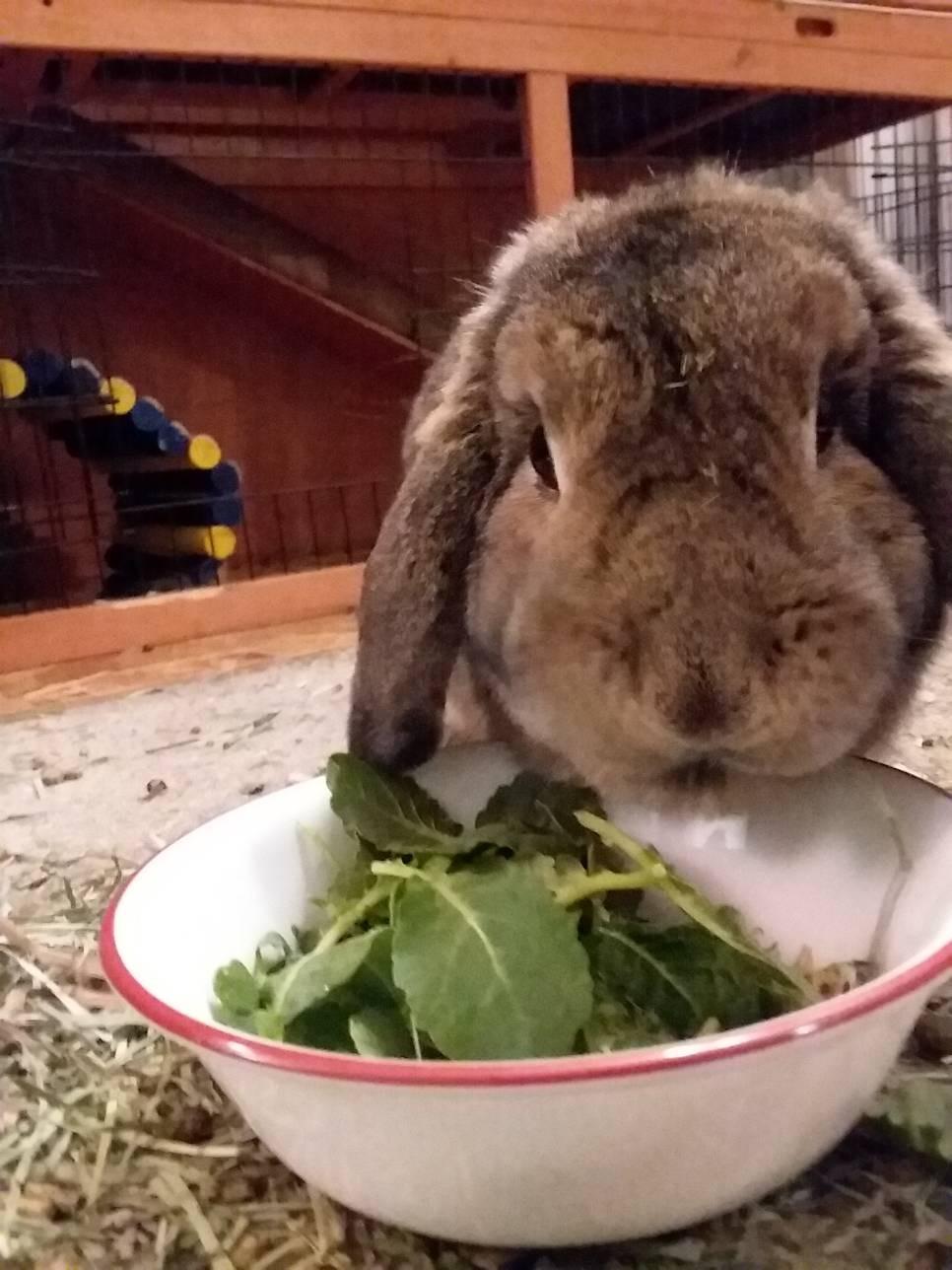 Kaytee Premium Timothy Hay Chew-A-Bowl for Rabbits, Guinea Pigs | Helps satisfy chewing. Edible bowl for rabbit treats. Timothy hay, grains and vegetables, guinea pig treats customer photo 1