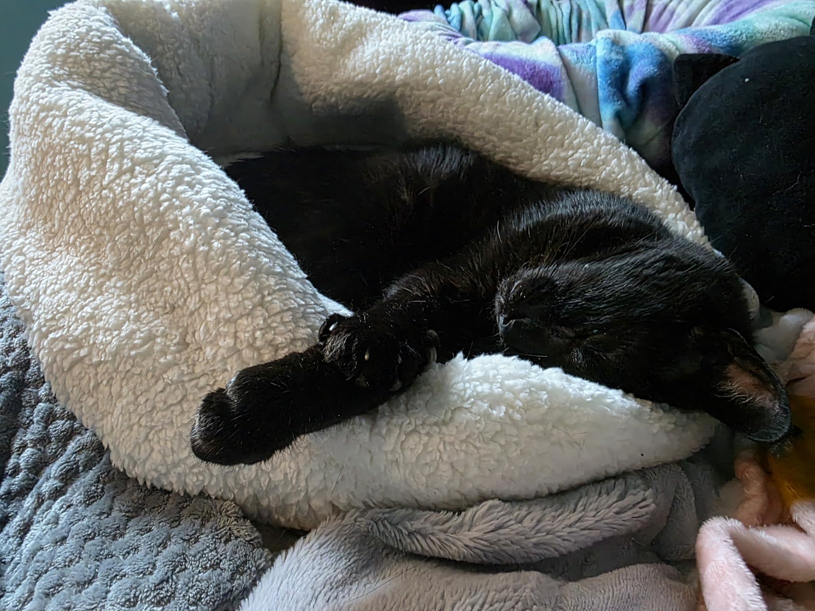 K&H Heated Cat Bed, Thermo-Snuggle Cup Bomber Indoor, Safety Listed, 18x14 customer photo 1