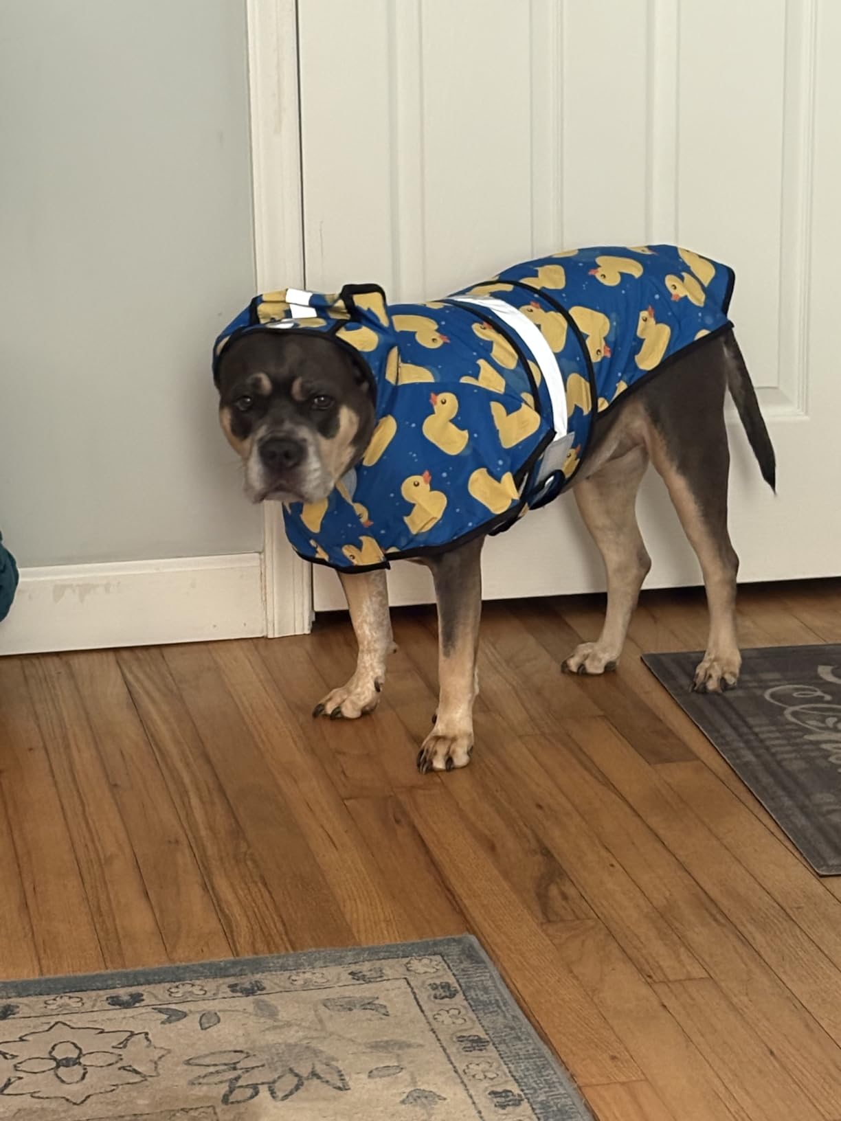 HDE Dog Raincoat with Hood & Leash Hole S-XL Dog Rain Jacket Ducks XL customer photo 1