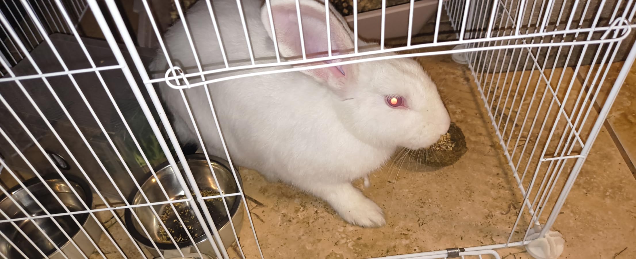 Kaytee Timothy Roll 'n' Toss Toy and Treat for Rabbits, Guinea Pigs customer photo 1
