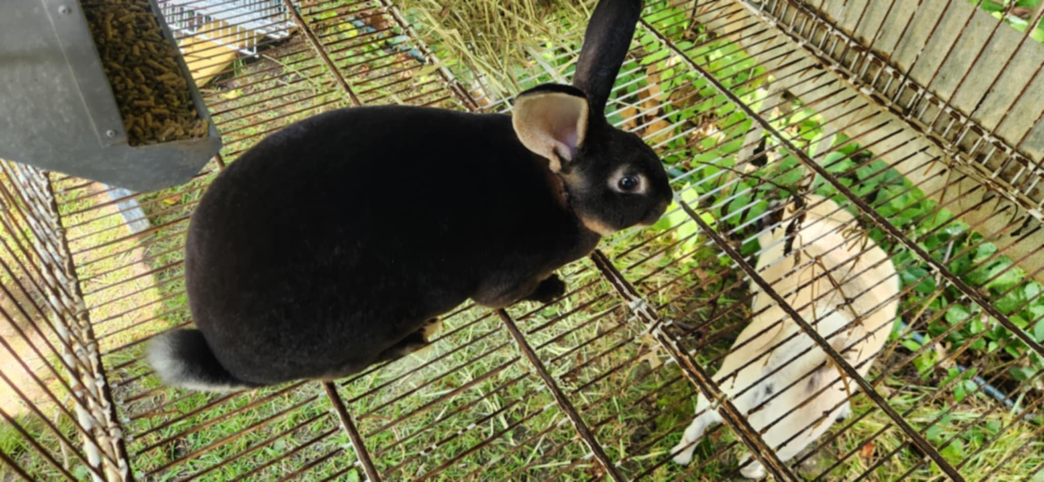Kaytee Timothy Roll 'n' Toss Toy and Treat for Rabbits, Guinea Pigs customer photo 2
