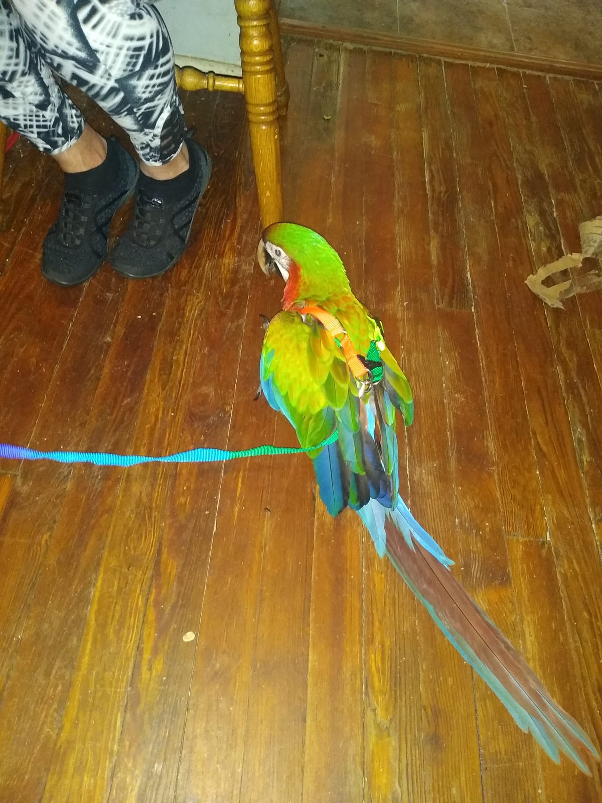 Hypeety Bird Harness and Leash with Buckle Adjustable Vest for Outdoor, L | Adjustable chest 13.0-19.2'', adorable rainbow design, escape-proof buckles, anti bite training rope for macaws/large birds customer photo 1
