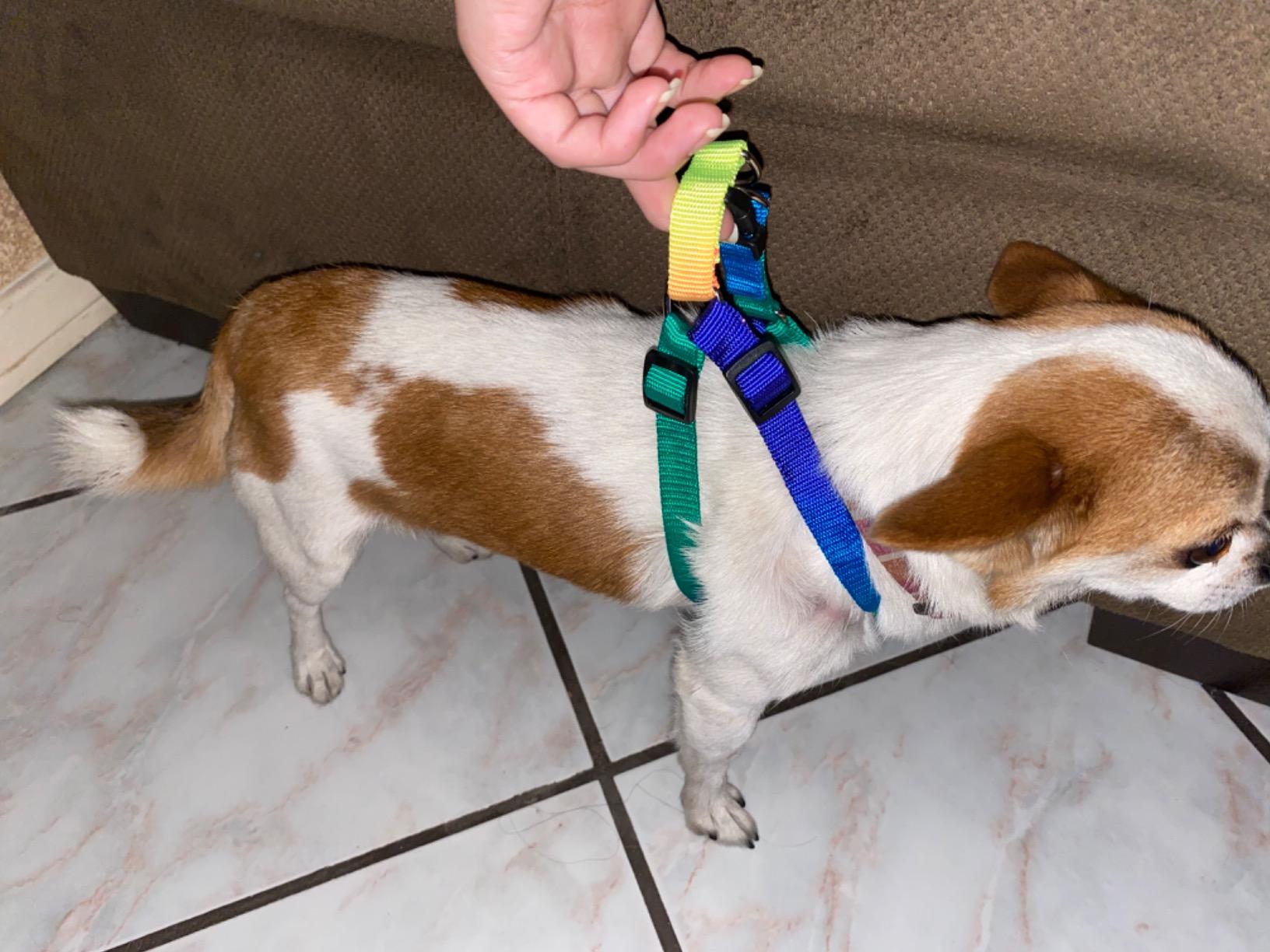 Hypeety Bird Harness and Leash with Buckle Adjustable Vest for Outdoor, L | Adjustable chest 13.0-19.2'', adorable rainbow design, escape-proof buckles, anti bite training rope for macaws/large birds customer photo 2