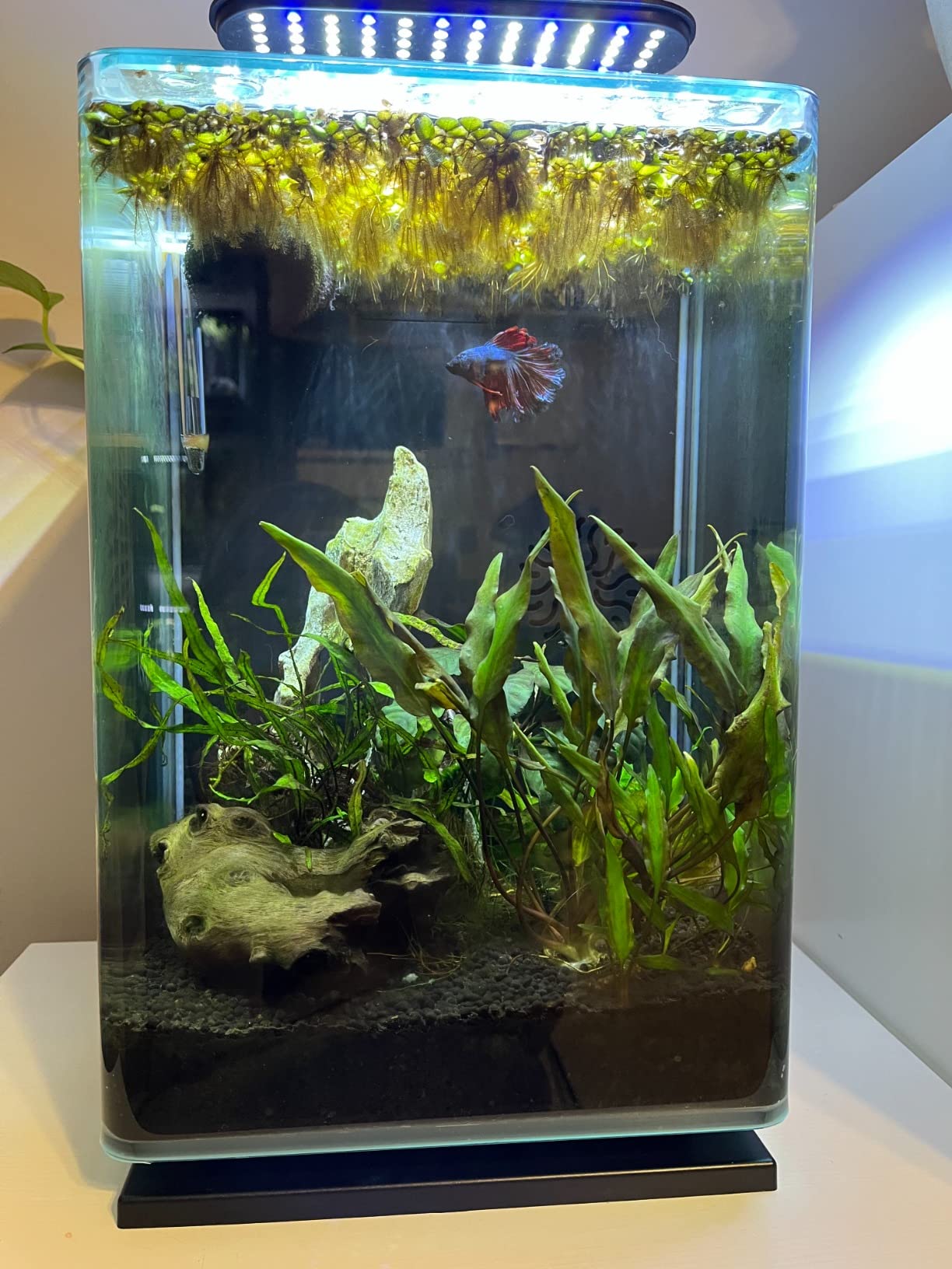 Aqueon Clip-On LED Fish Tank Light for Planted Aquariums customer photo 2