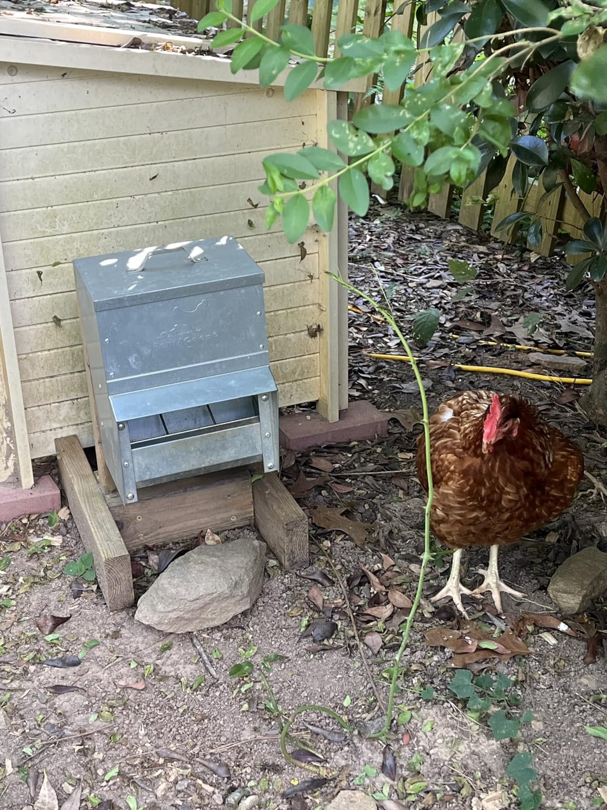 RentACoop 25lb Gravity-Fed Metal Trough Feeder with Lid & Rain Cover - Galvanized Steel, Gravity-Fed, Side View Window, Adjustable Grate for Easy Cleaning - Suitable for Chickens, Ducks, Poultry & More - 25lb Capacity customer photo 1